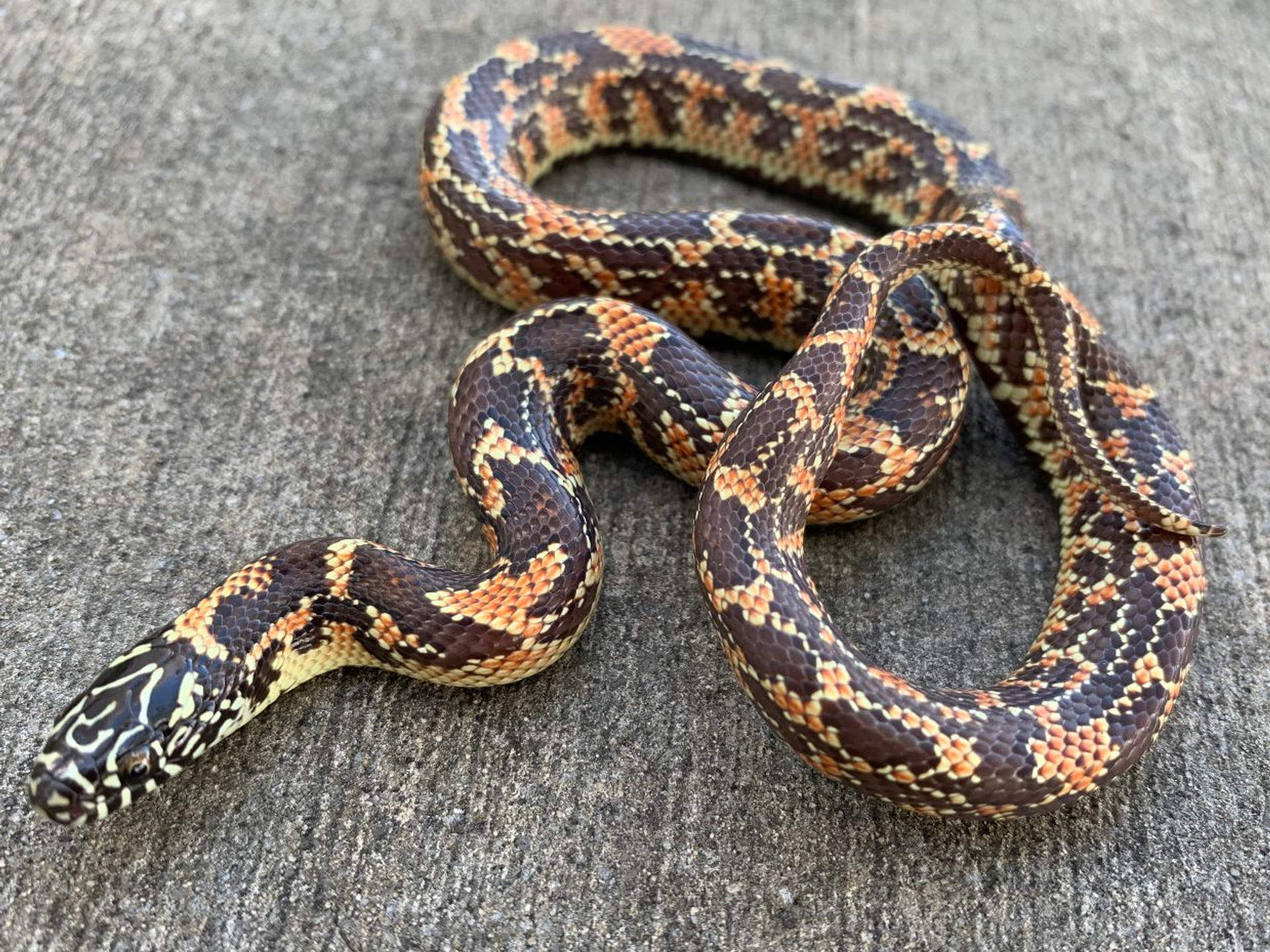 Ghost Florida King Snake for sale Snakes at Sunset