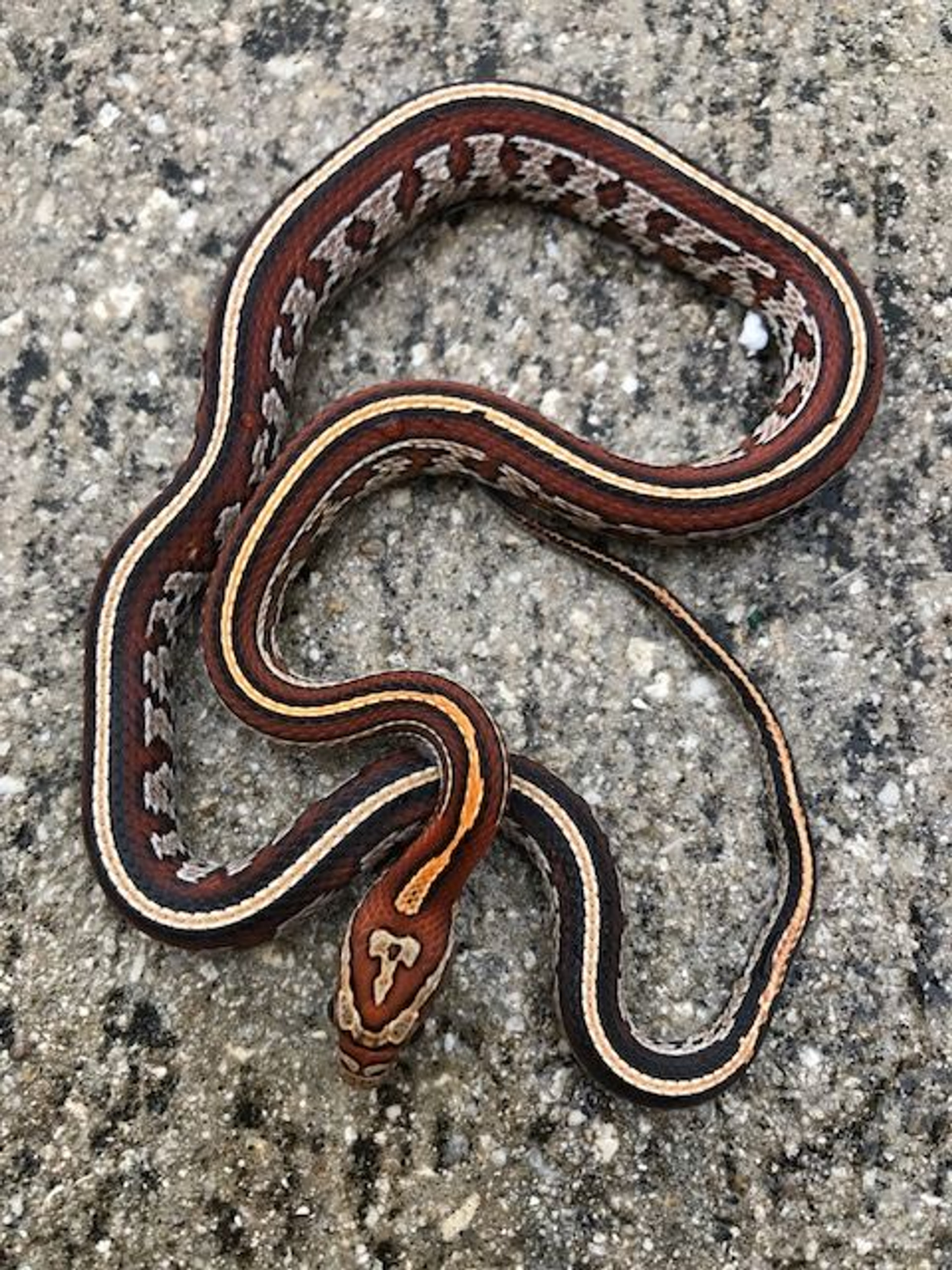 blizzard tessera corn snake