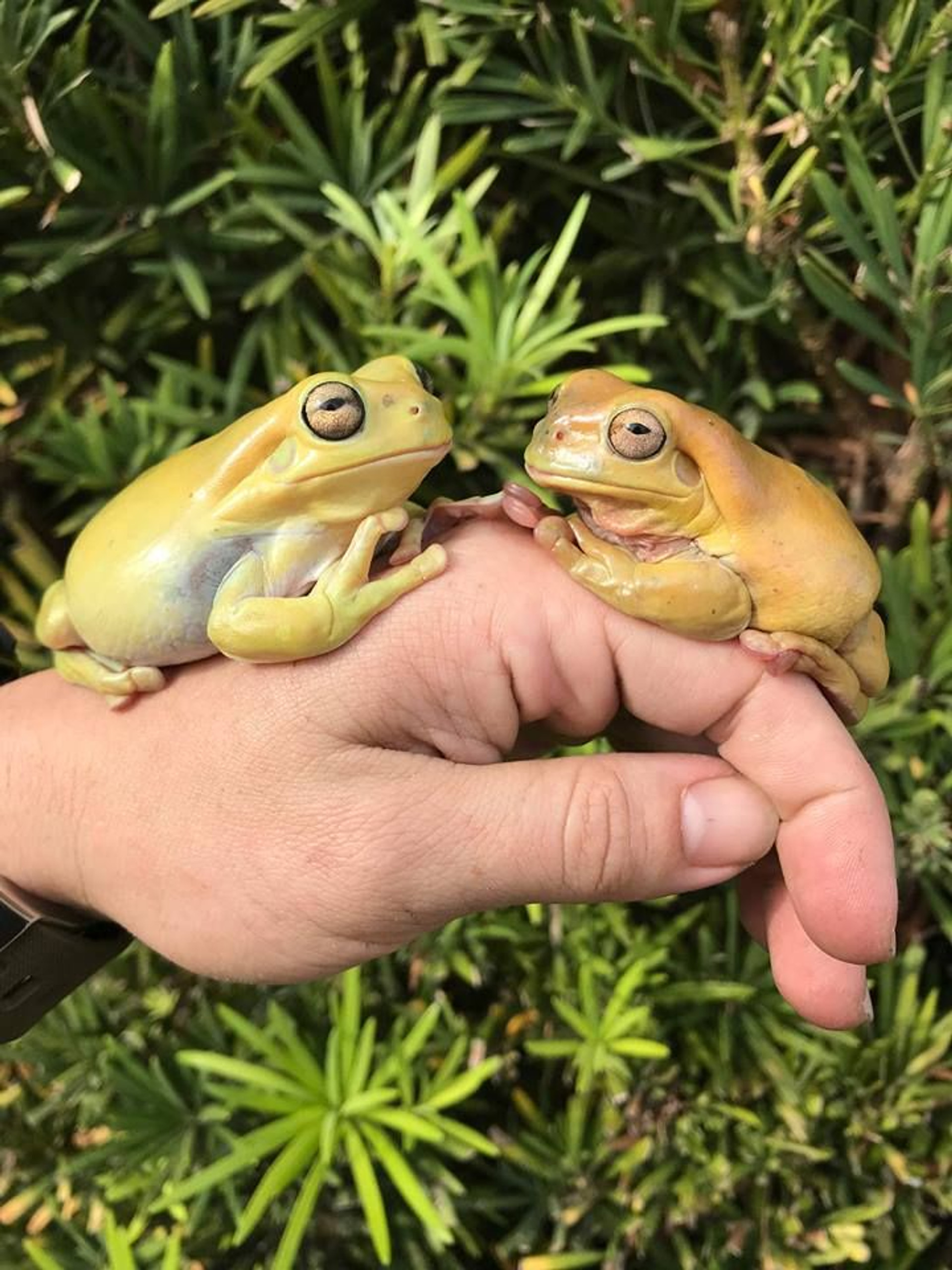 Yellow Whites Tree Frogs for sale