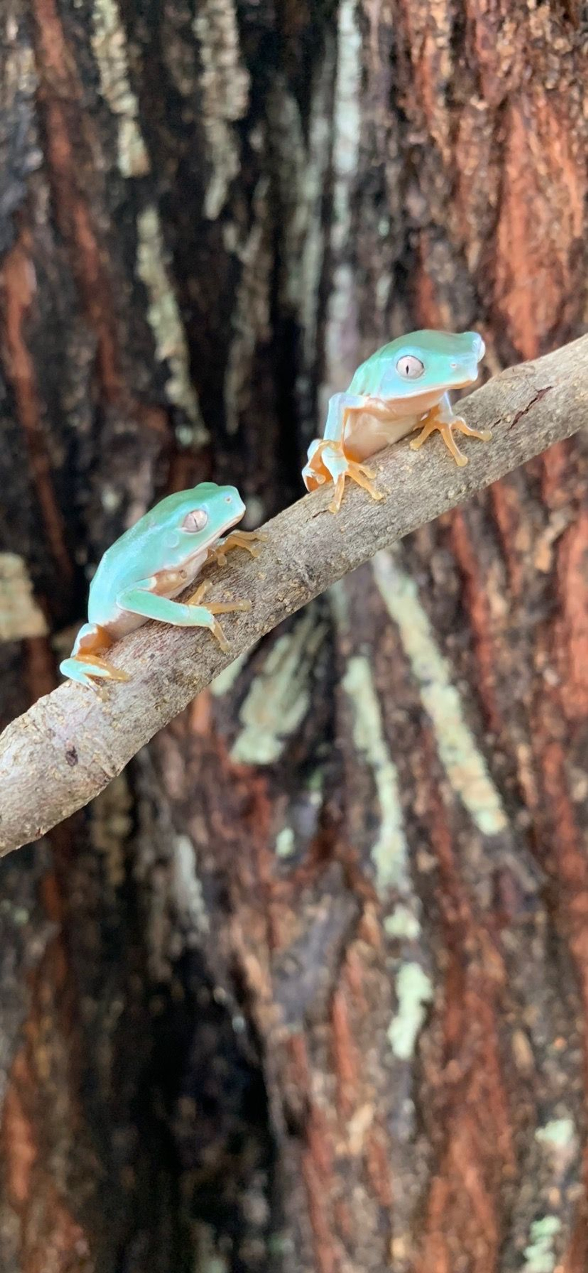 Tree Frogs For Sale