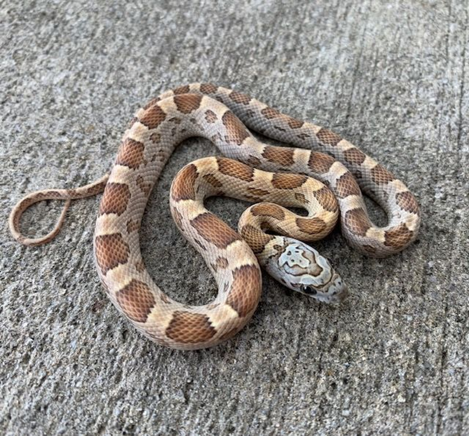 Amber Stripe Corn Snakes for sale | Snakes at Sunset