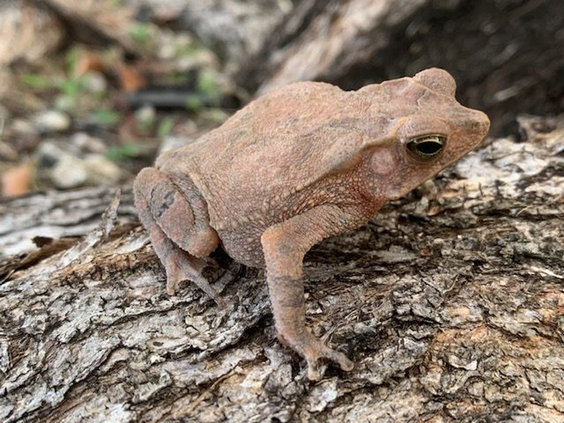 Toads for sale