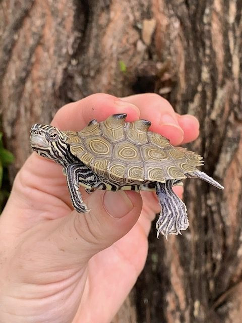 Southern Painted Turtles for sale Snakes at Sunset