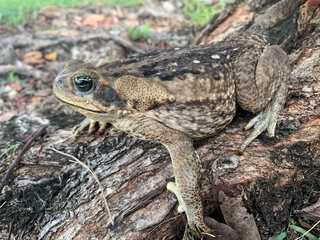 Giant Suriname Marine Toad for sale Snakes at Sunset