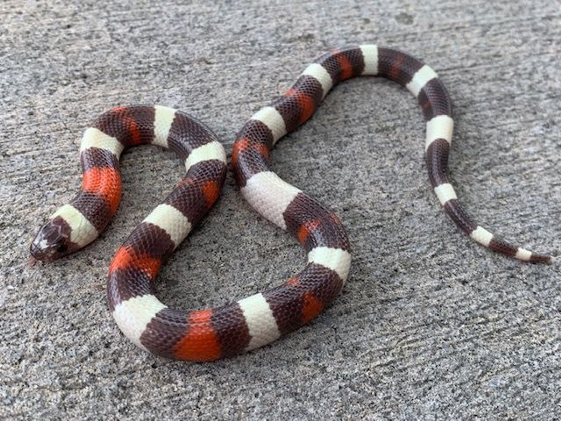 pueblo milksnake