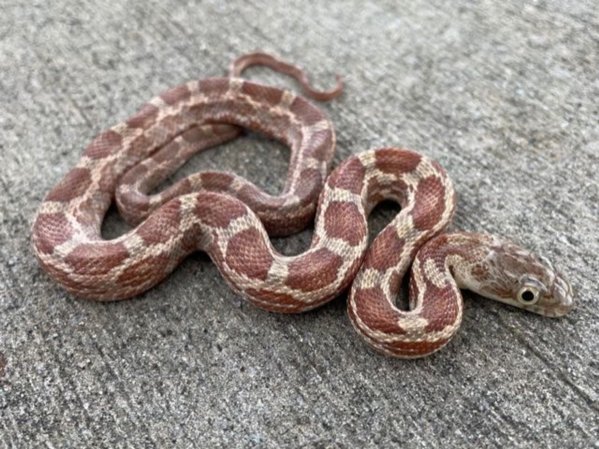 Rusty Texas Rat Snakes for sale | Snakes at Sunset