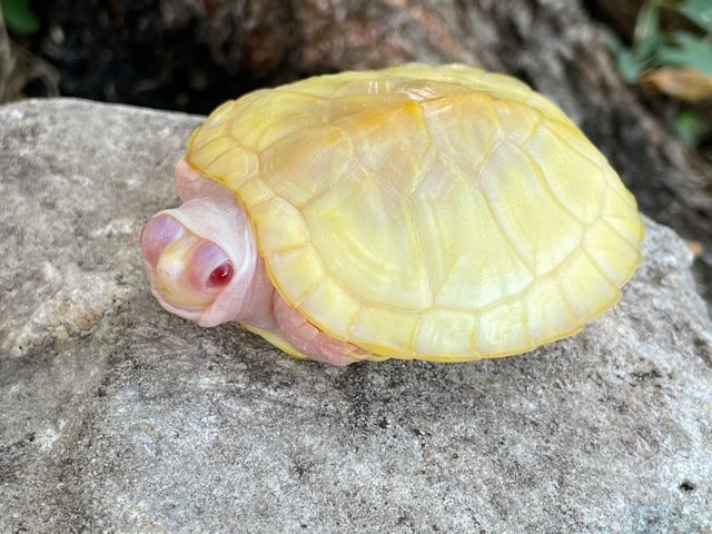 Albino Red Ear Slider Turtles for sale Snakes at Sunset