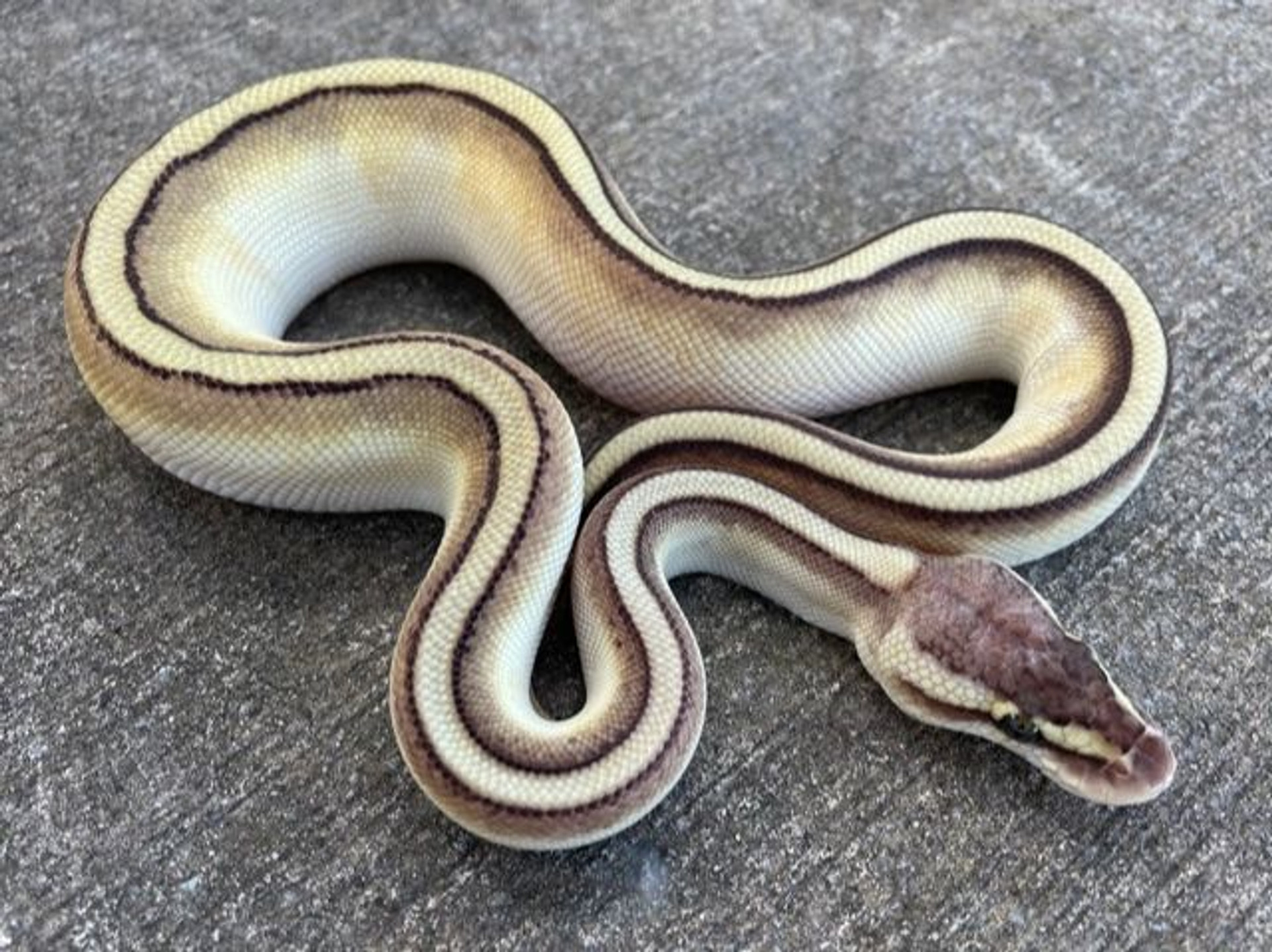 Ball Pythons For Sale Snakes at Sunset Ball Pythons For Sale Snakes at Sunset