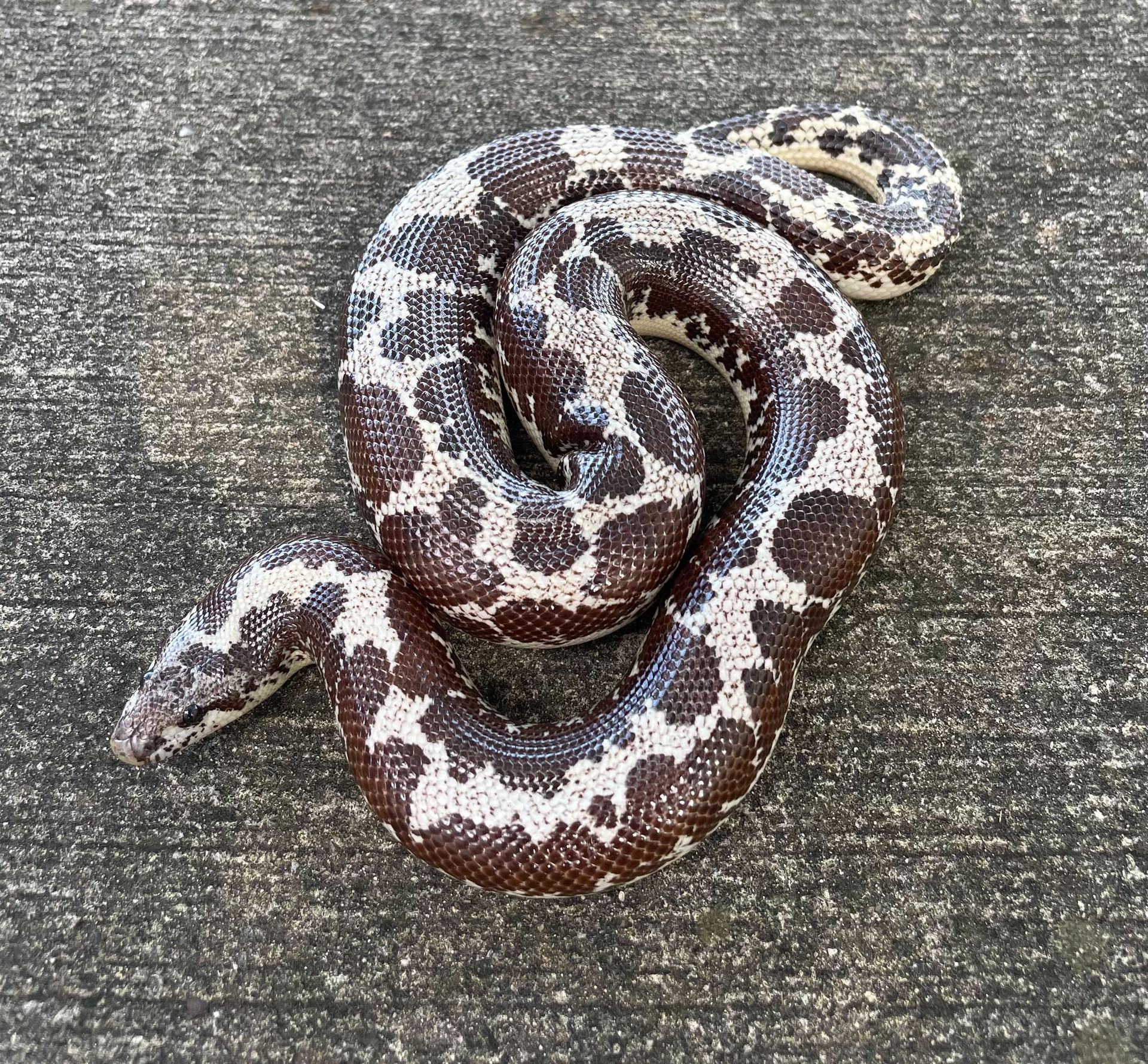 Snow Kenyan Sand Boa for sale