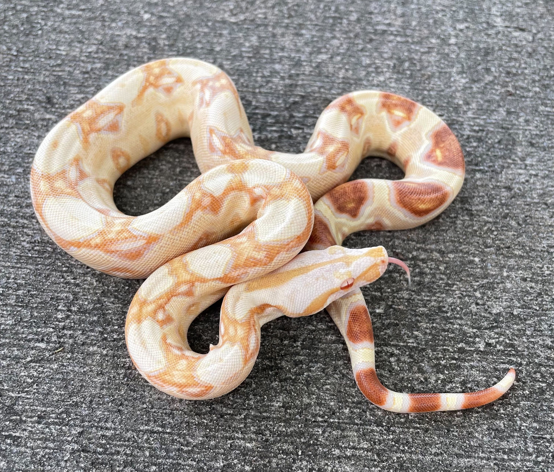 albino boa constrictor