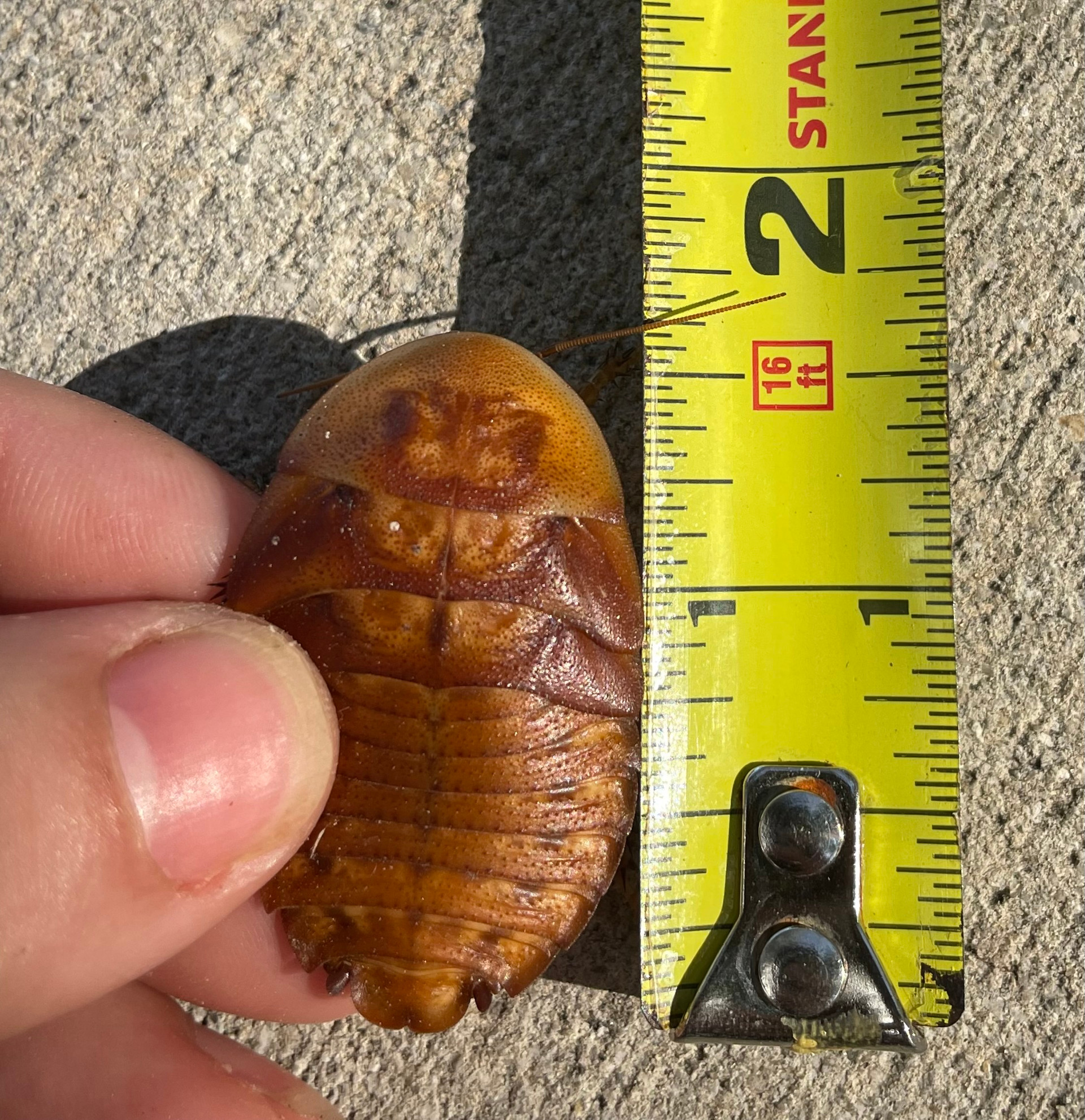 Feeder Discoid Roaches for sale Snakes at Sunset