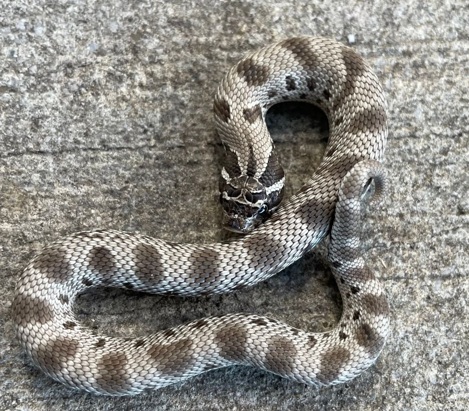 Anaconda Axanthic Western Hognose Snake for sale Snakes at Sunset