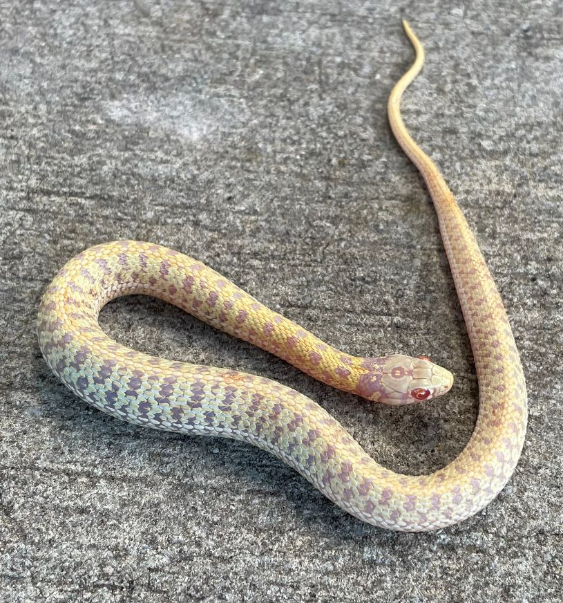 Albino Garter Snakes for Sale