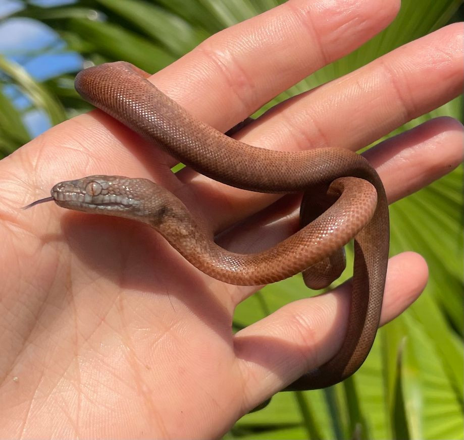 Dunns Pythons for sale Snakes at Sunset