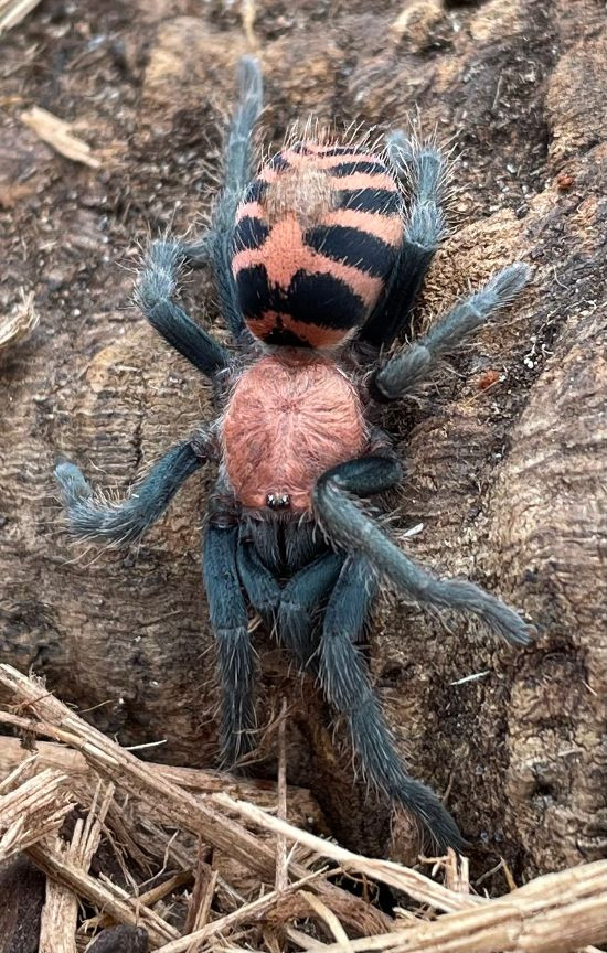 Guatemalan Tiger Rump Tarantula for sale (Davus pentaloris)
