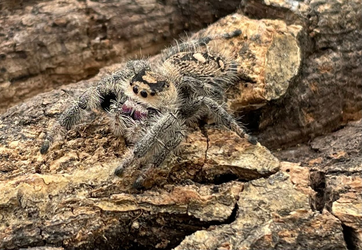 Picture of Jumping Spider Care | Phidporium