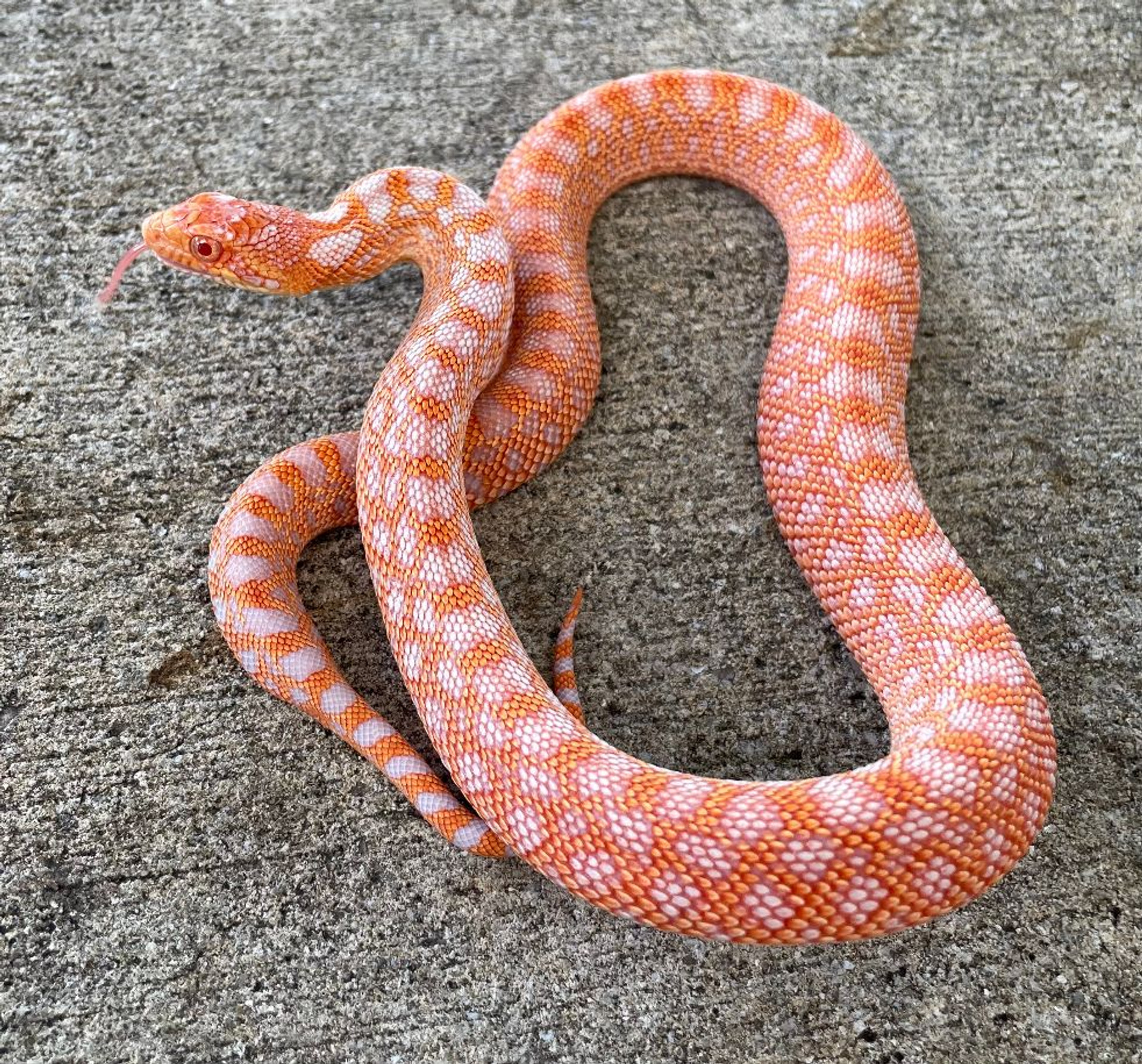 RED Albino Bull Snakes for sale Snakes at Sunset