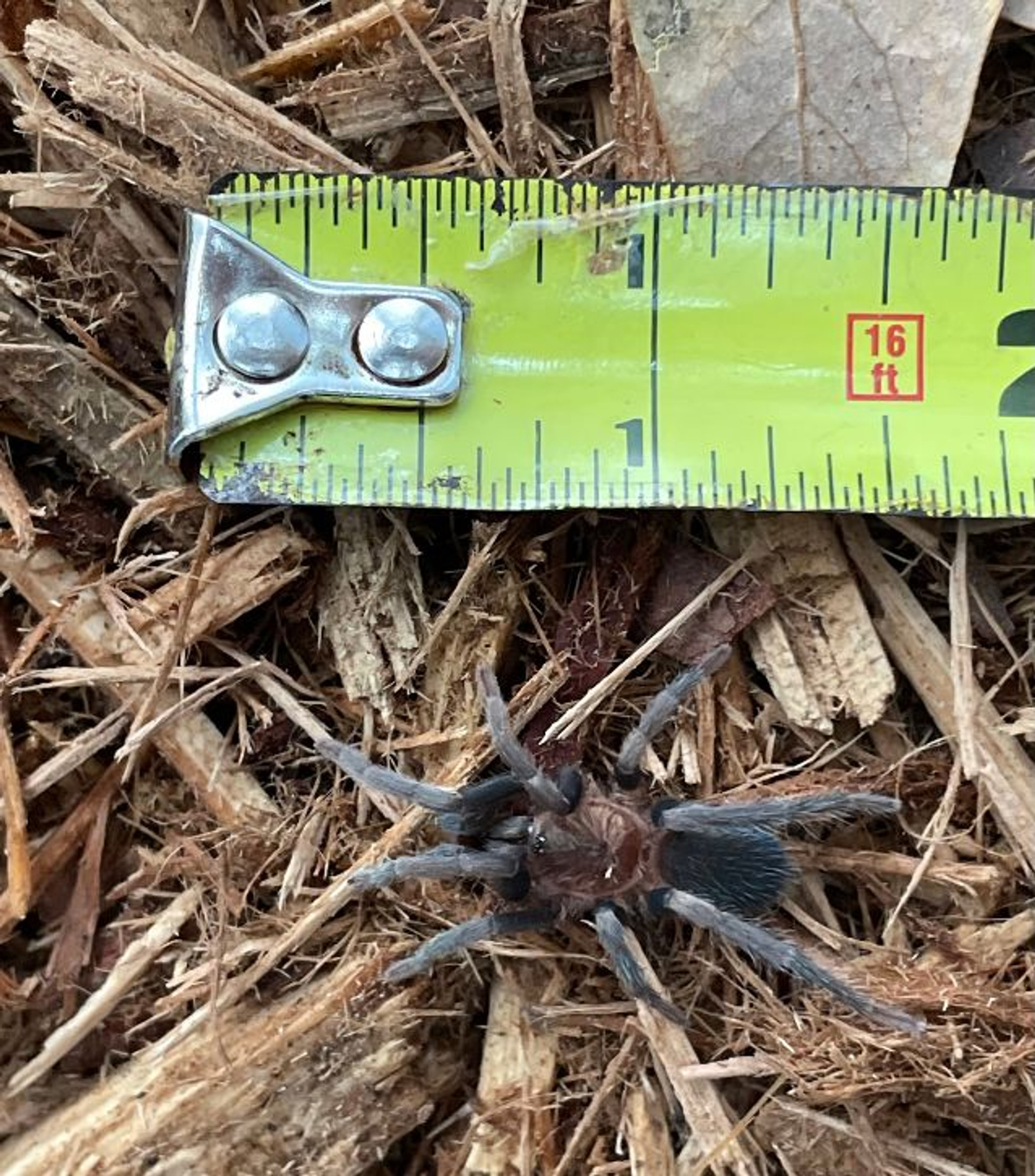 Tarantulas for sale Snakes at Sunset