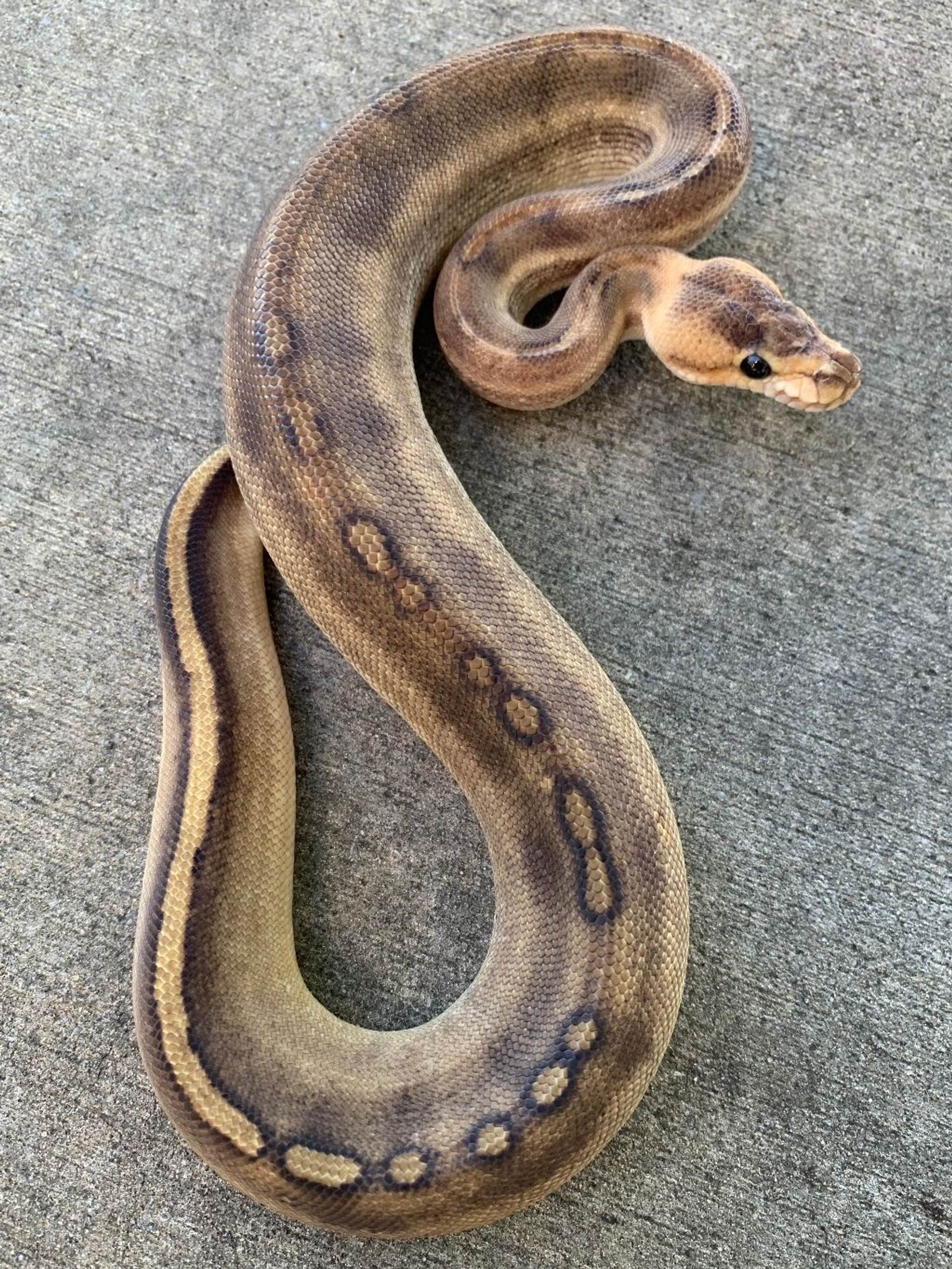 Pastel Champagne Ball Python for sale