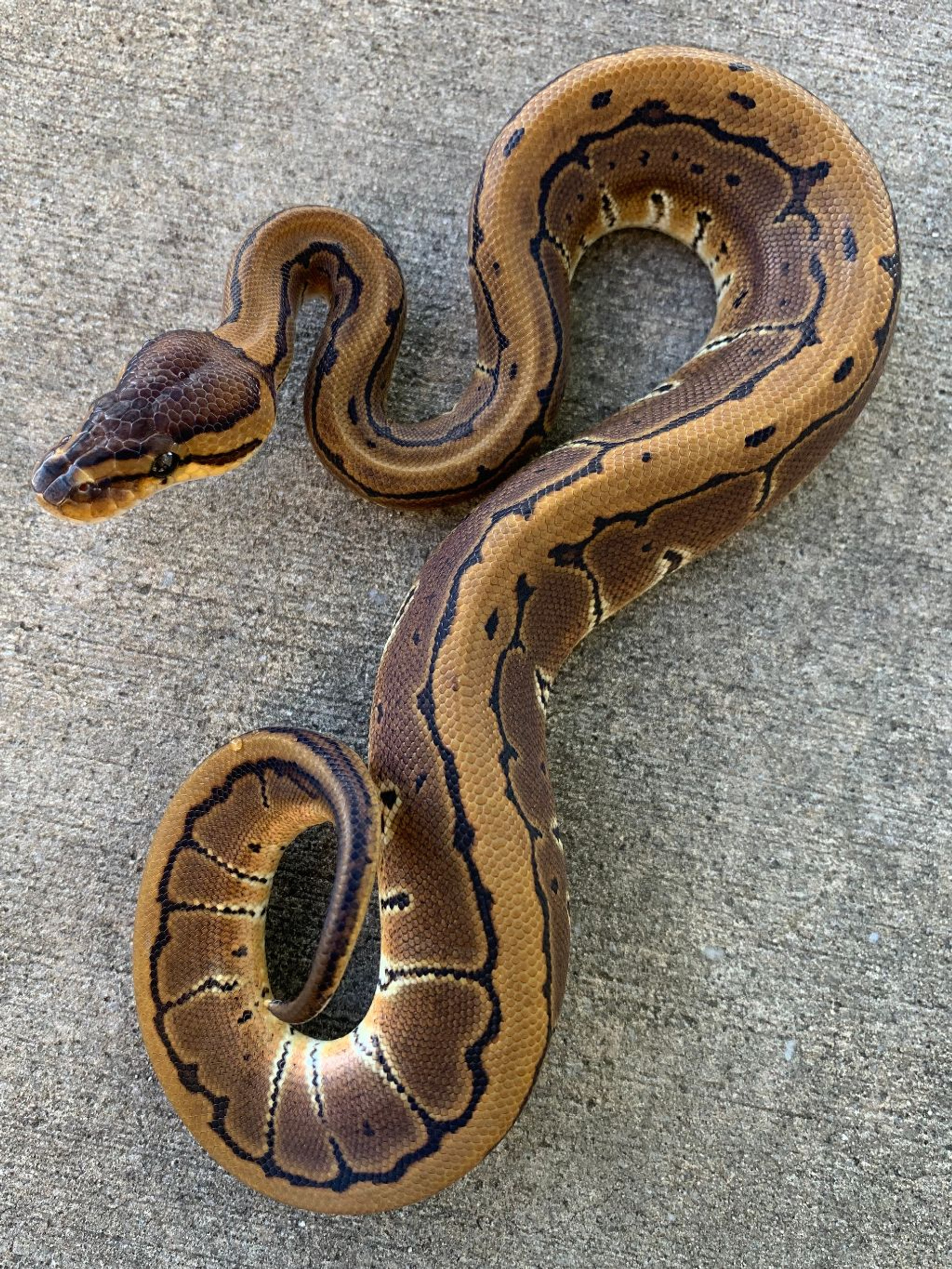 Pinstripe Ball Pythons for sale | Snakes at Sunset