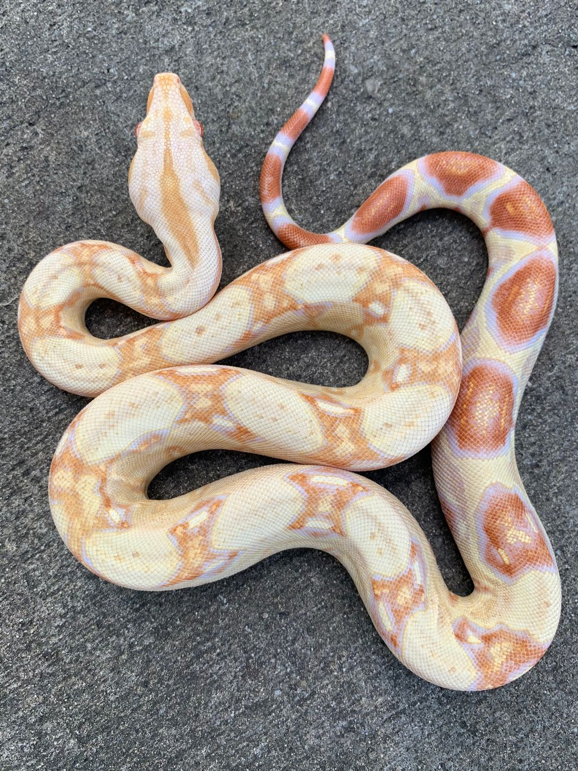 albino boa constrictor