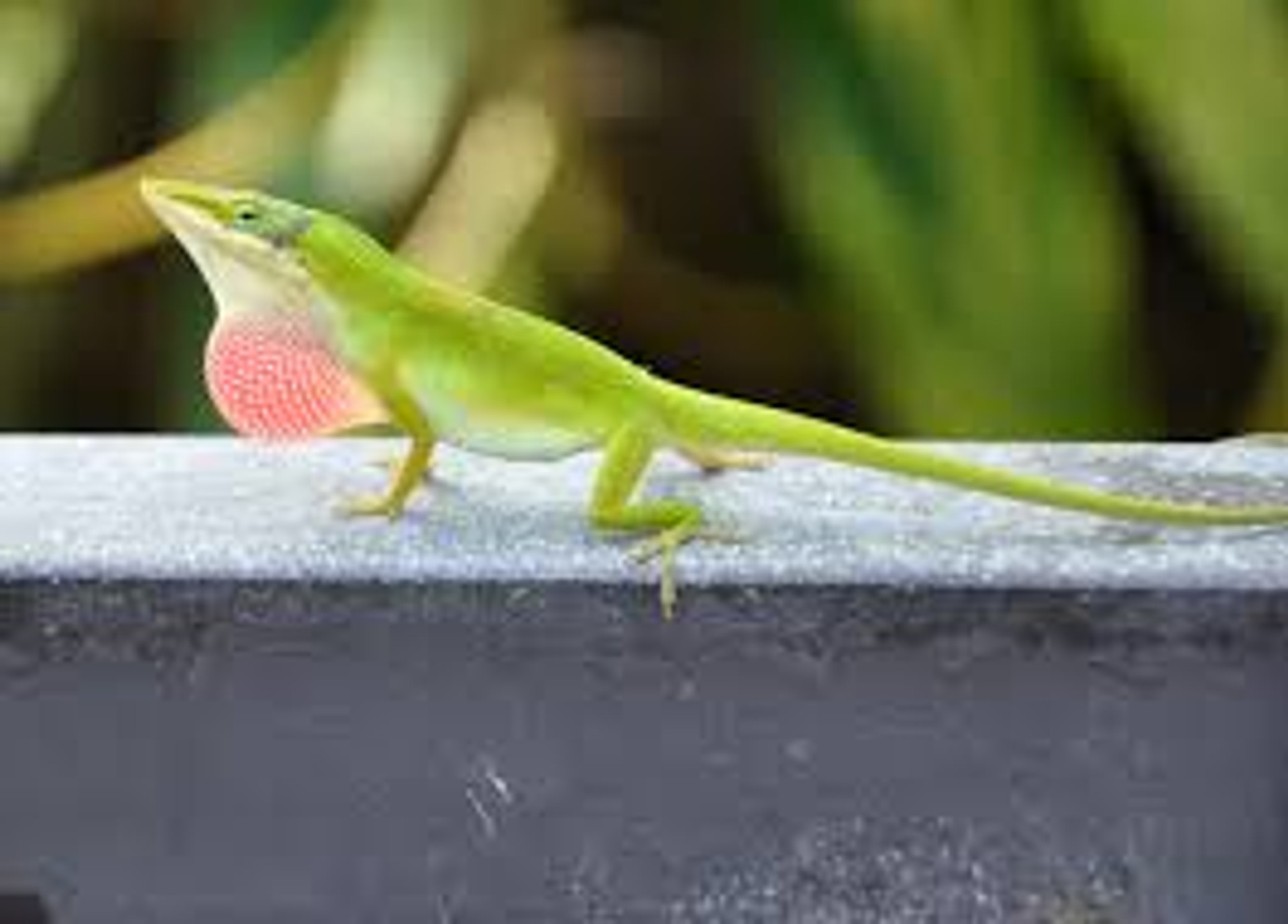 Anoles for Sale