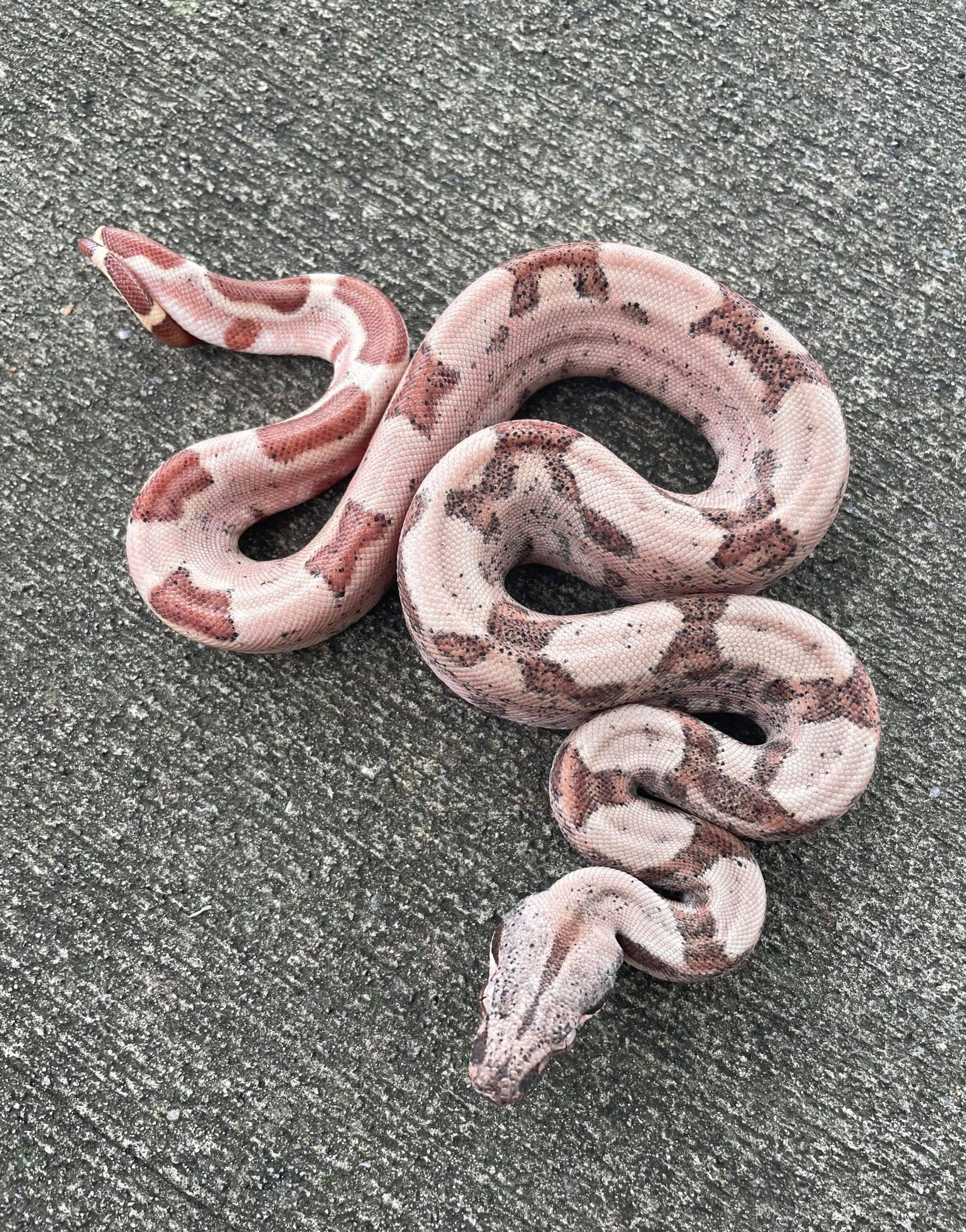 albino boa constrictor