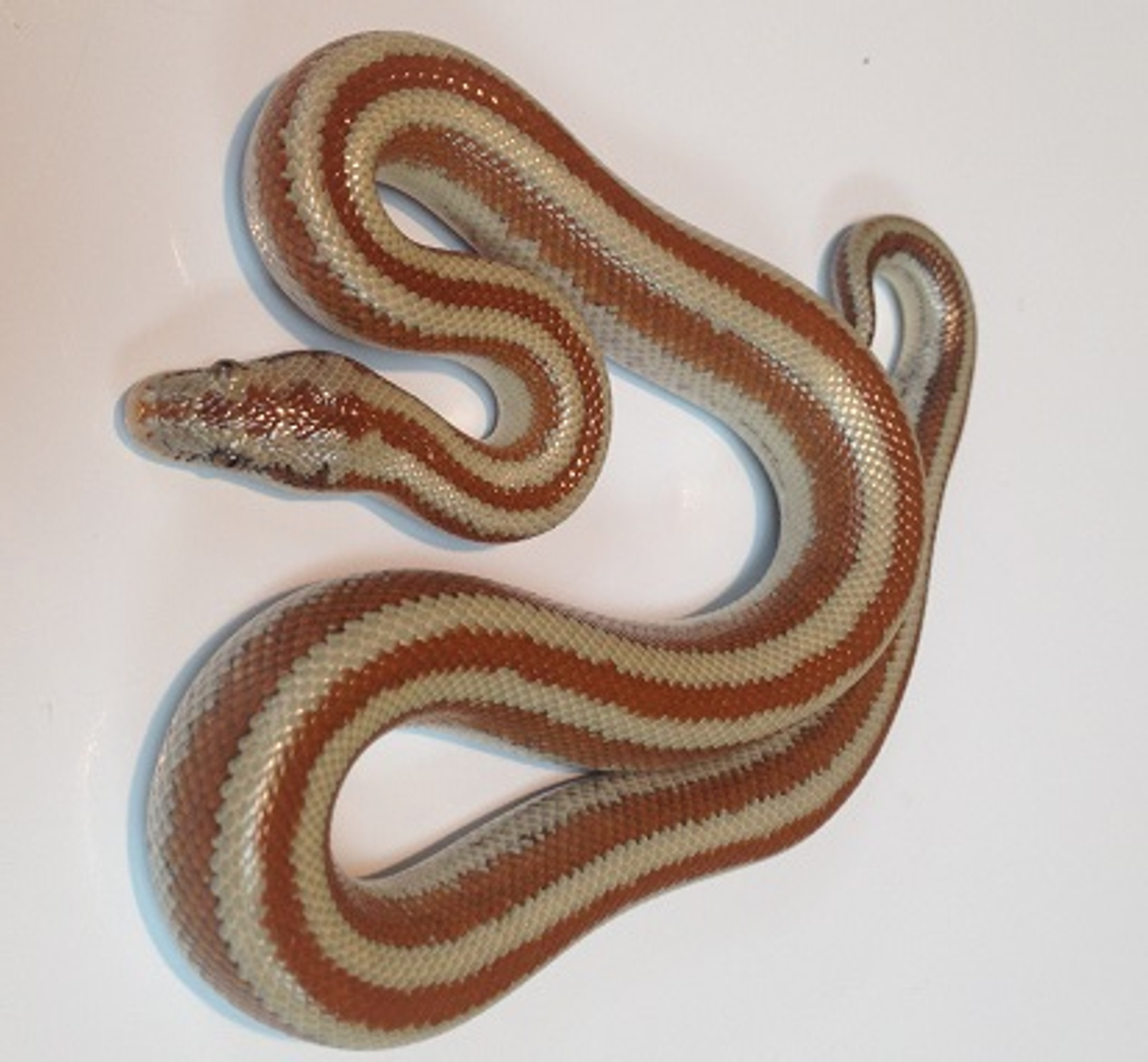 Rosy Boas for sale Snakes at Sunset