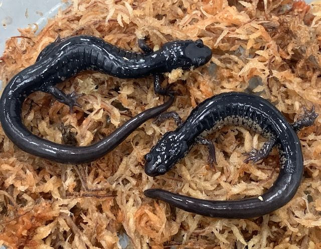 Red Salamanders for sale Snakes at Sunset