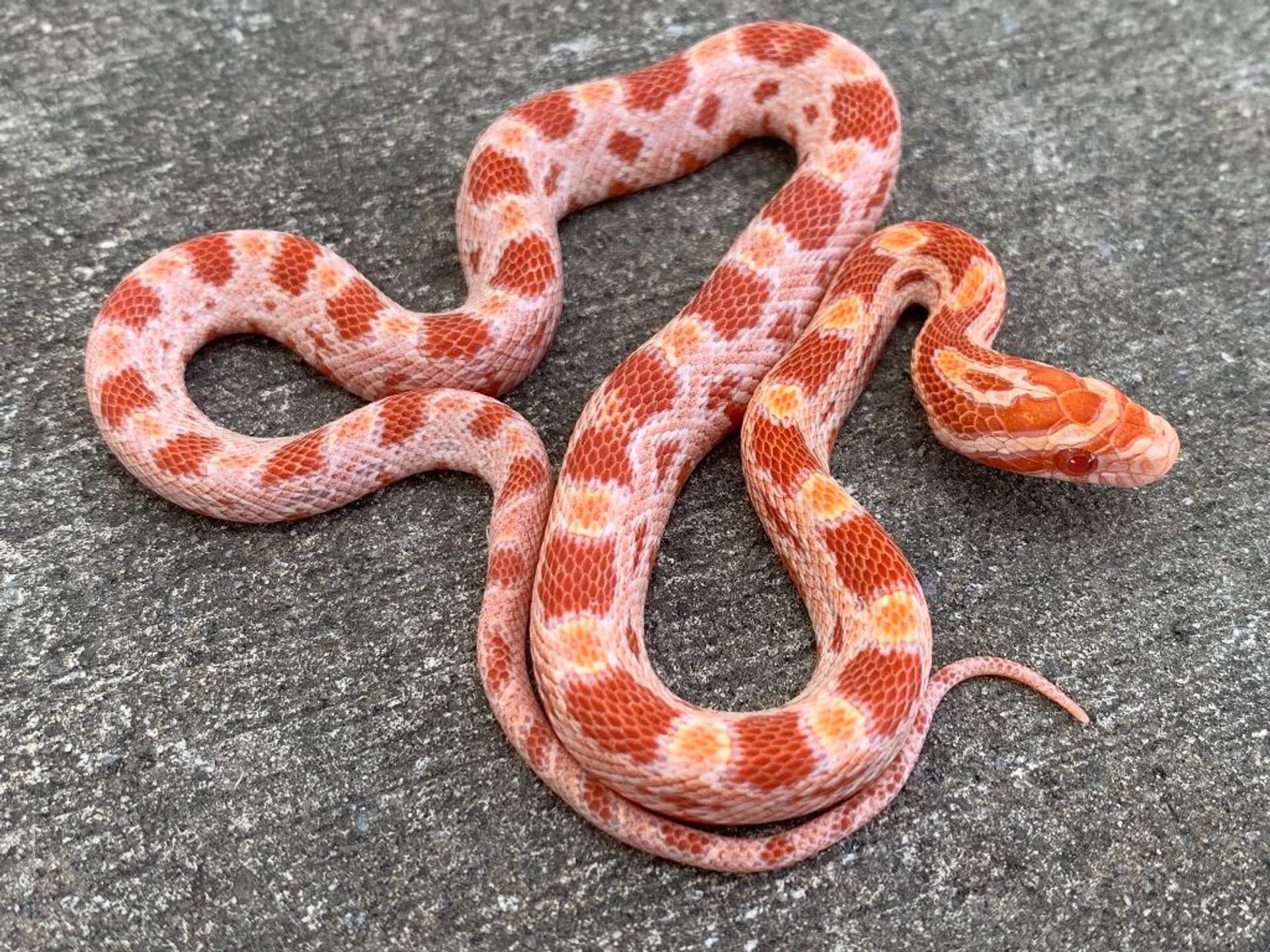 Ghost Corn Snakes for sale | Snakes at Sunset