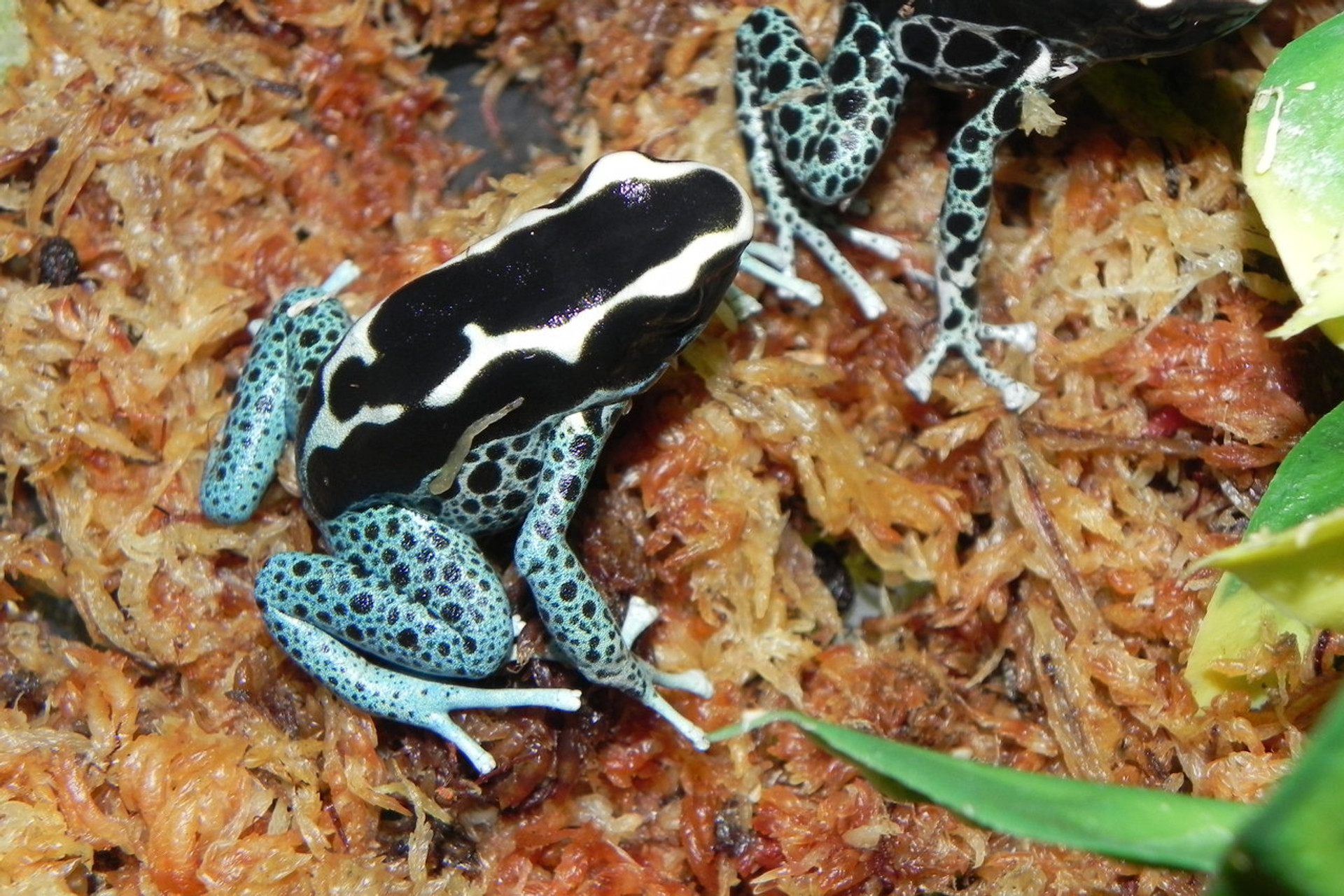 Blue Azureus Dart Frog For Sale