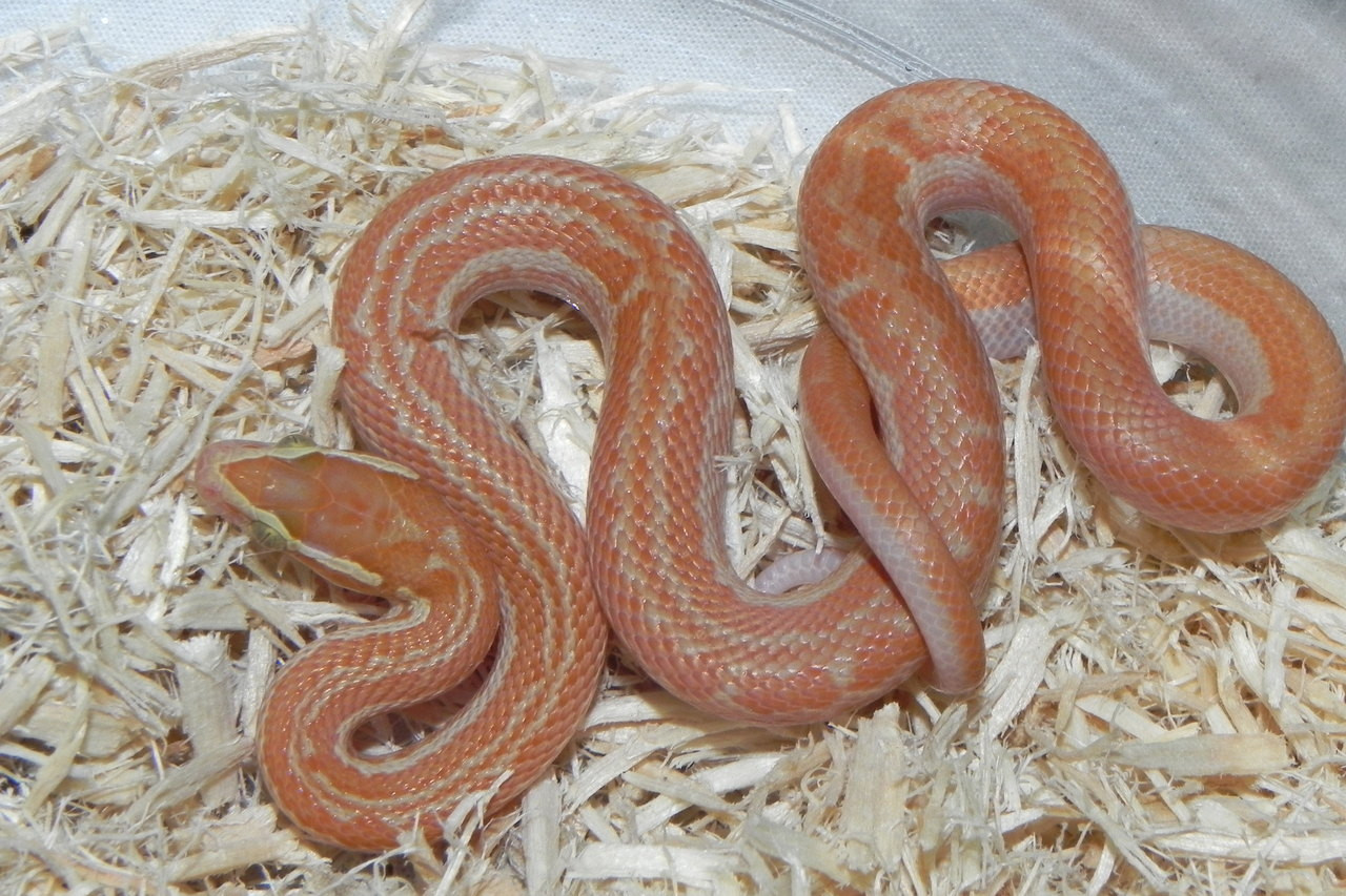 Picture of Albino Gopher Snakes for sale | Snakes at Sunset