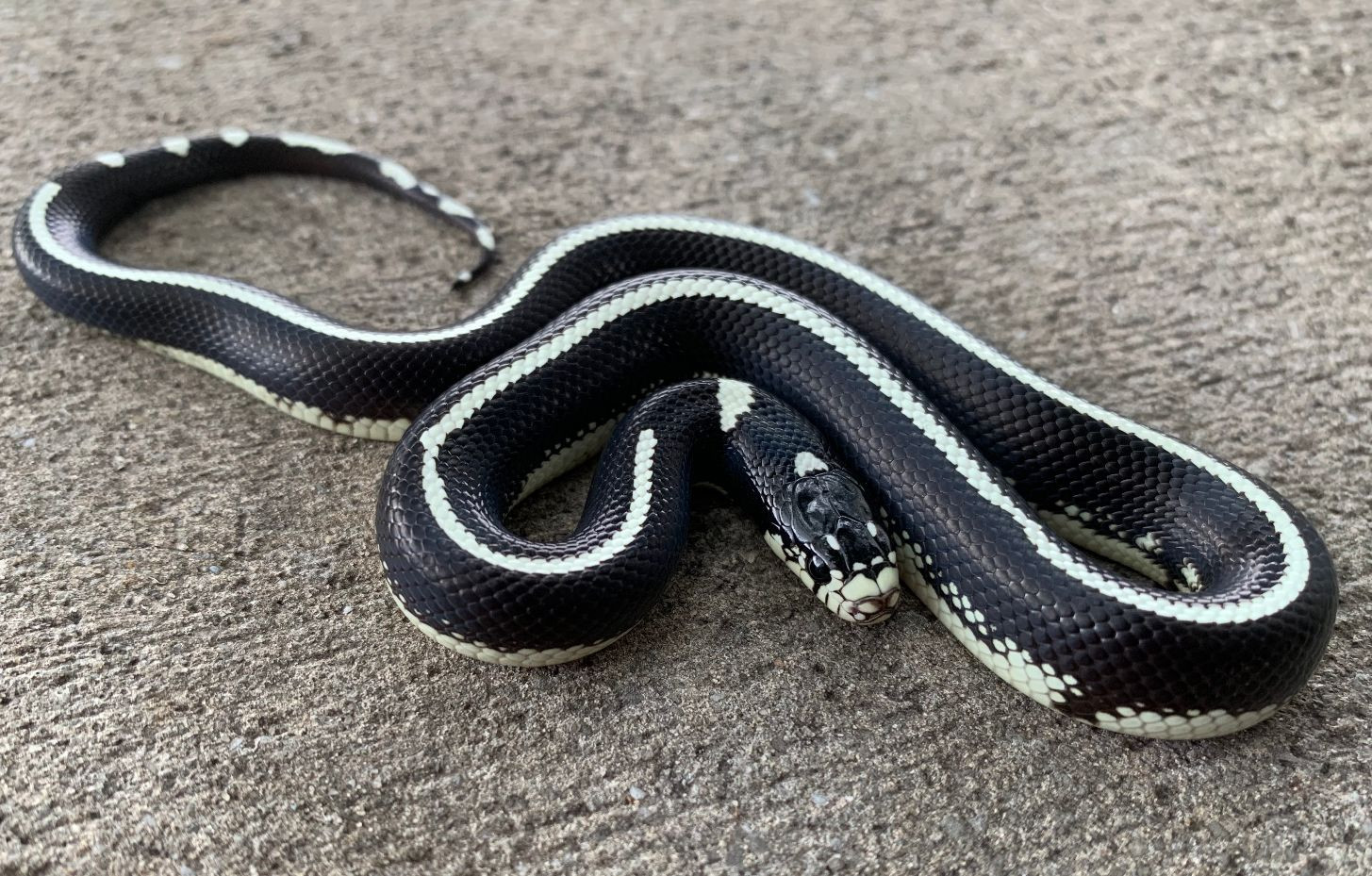 Desert Striped California King Snake for sale Snakes at Sunset