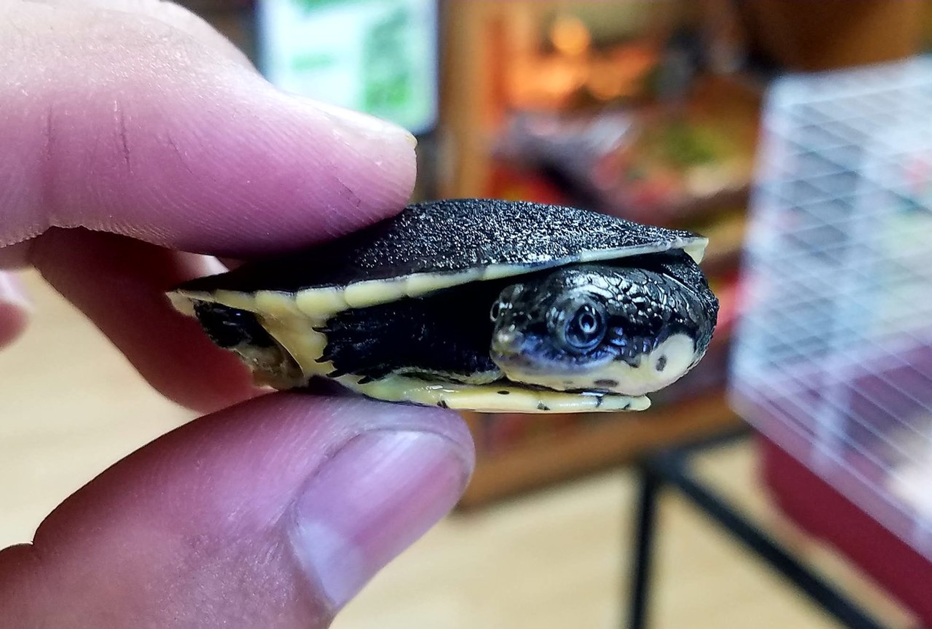 Baby Ornate Box Turtles for sale Snakes at Sunset