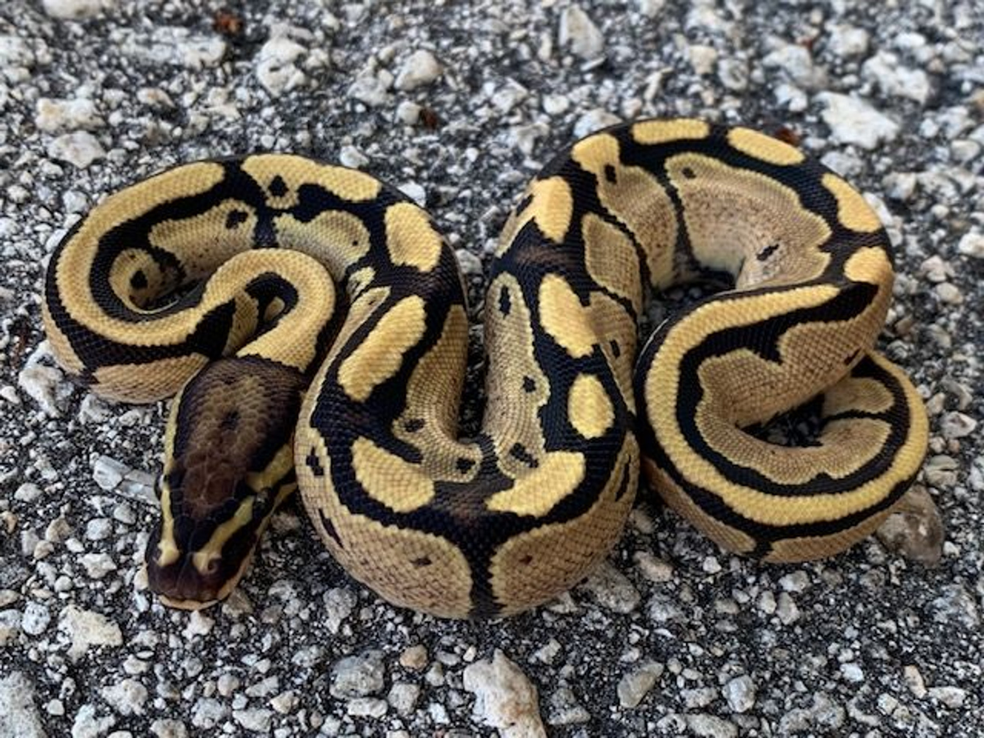 Fire Ball Python for sale | Snakes at Sunset
