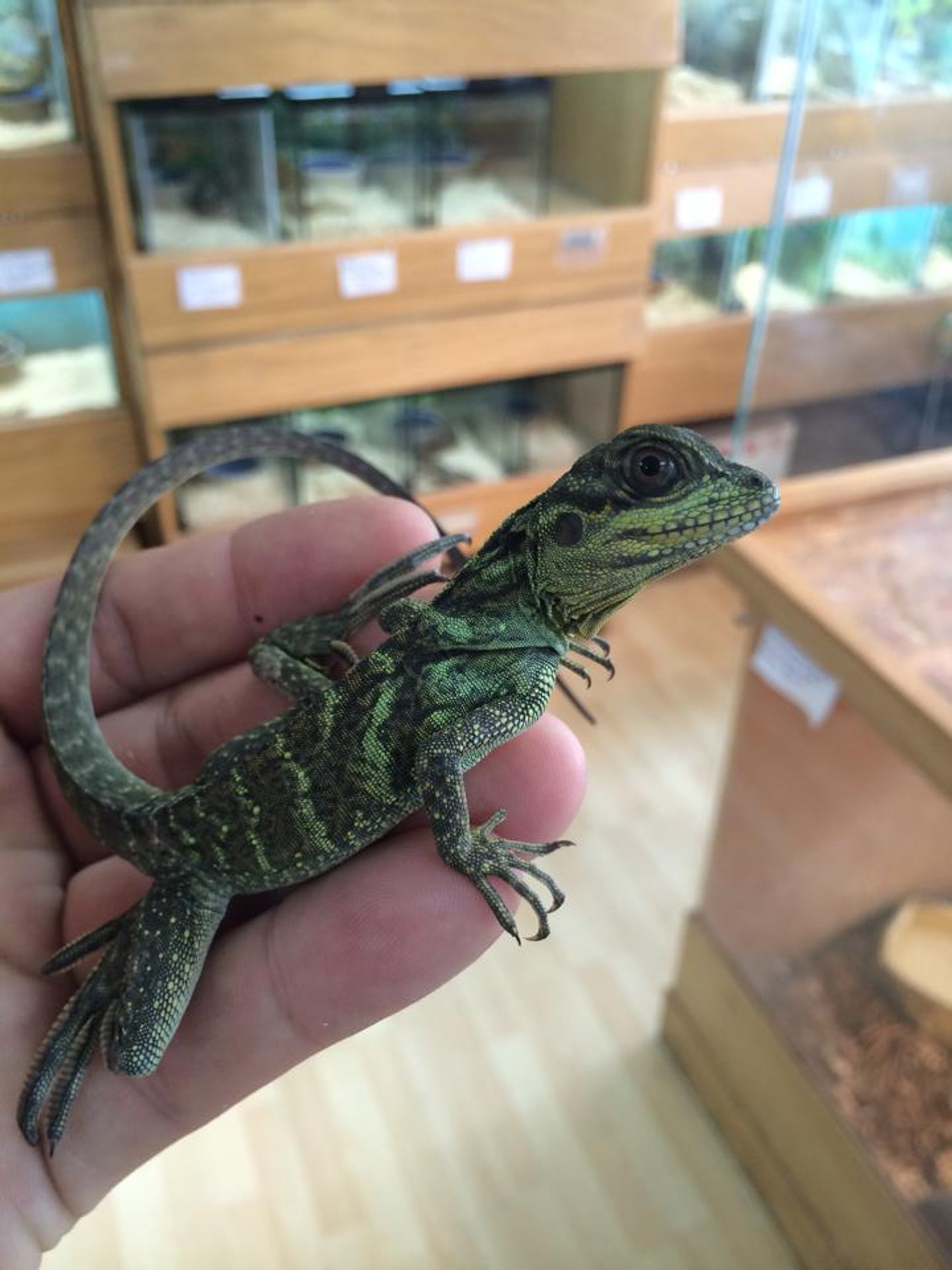 Sailfin Dragons for sale | Snakes at Sunset