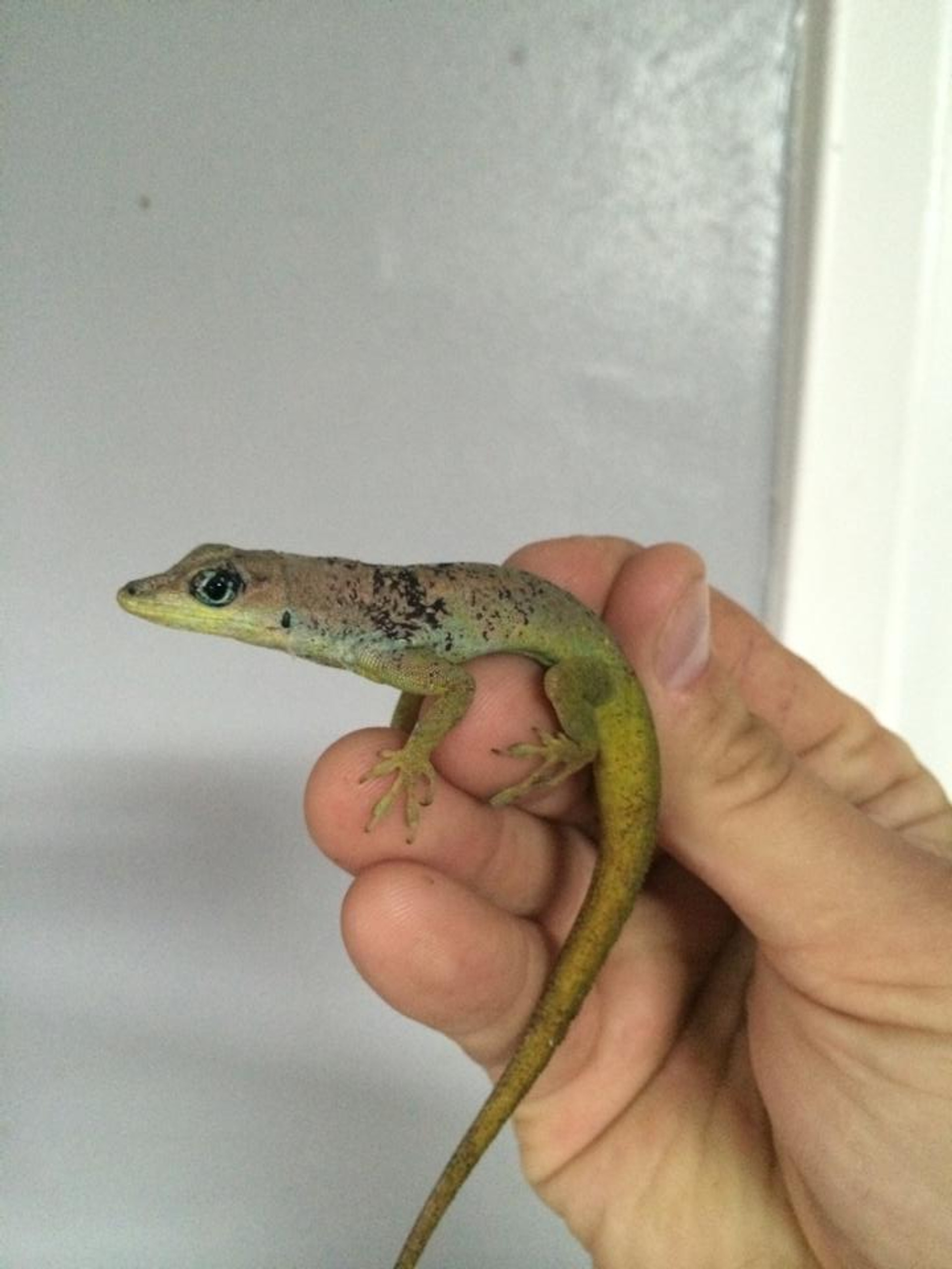 Anoles for Sale