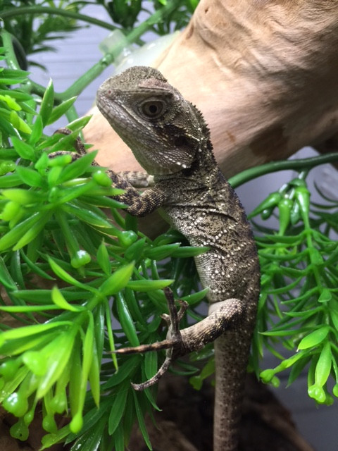 Sailfin Dragons for sale Snakes at Sunset