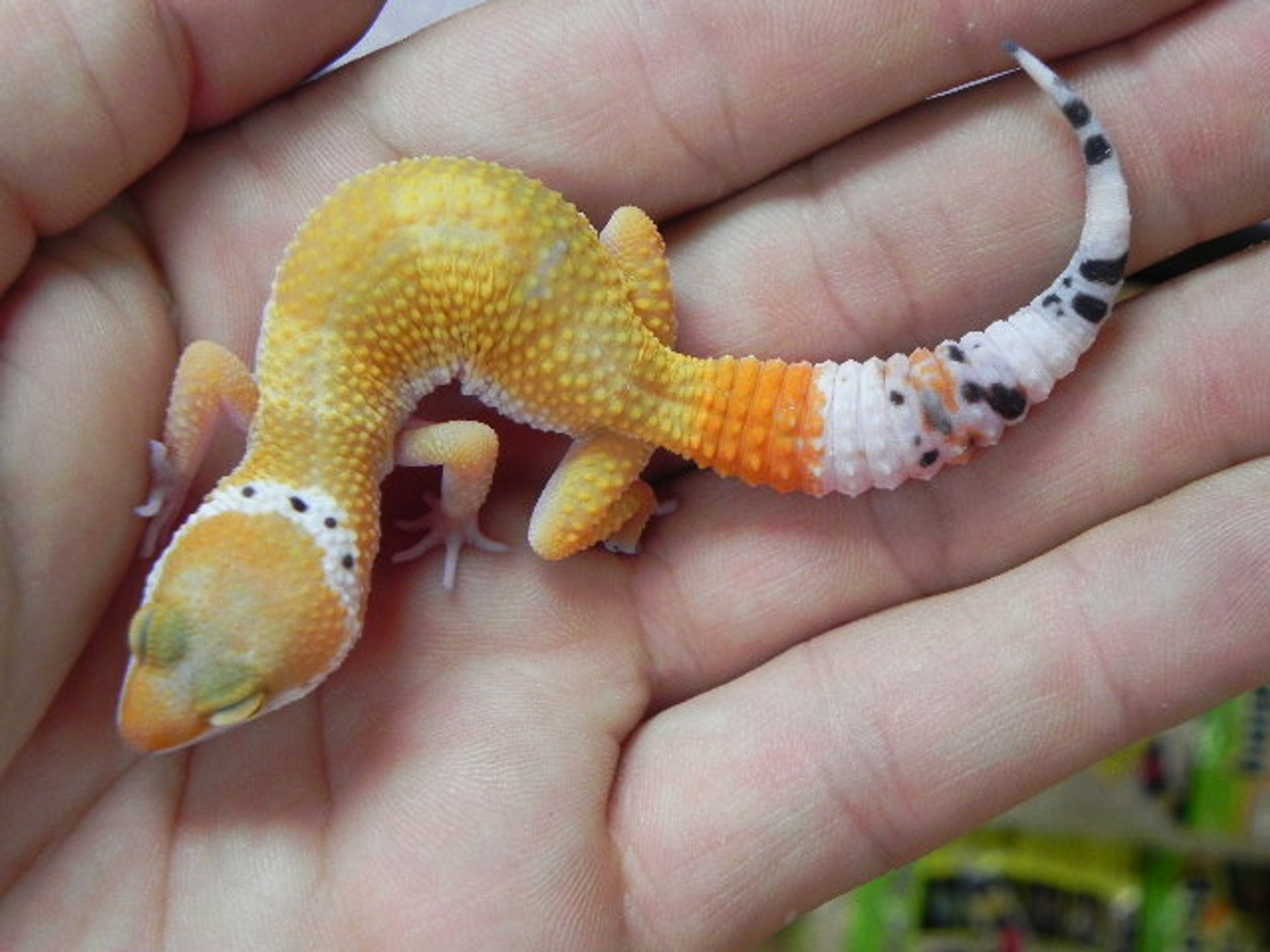 Baby Tangerine Leopard Geckos for sale