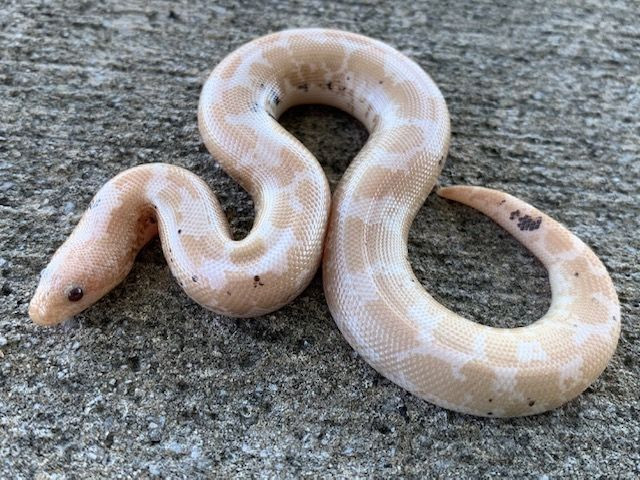 Snow Kenyan Sand Boa for sale