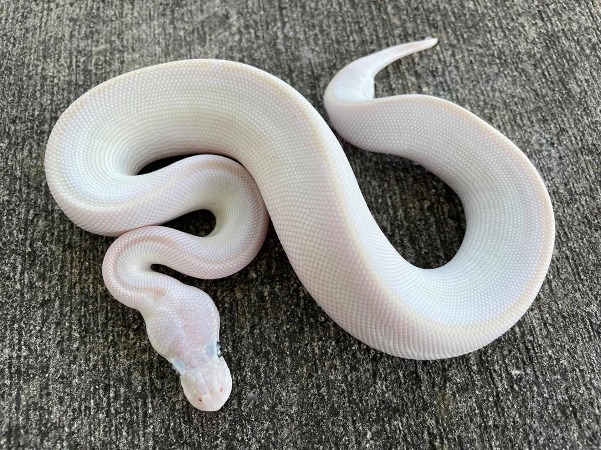 Coral Glow Ball Python for sale | Snakes at Sunset