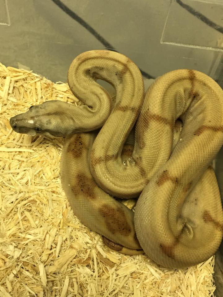 Baby Pearl Island Boas for sale Snakes at Sunset