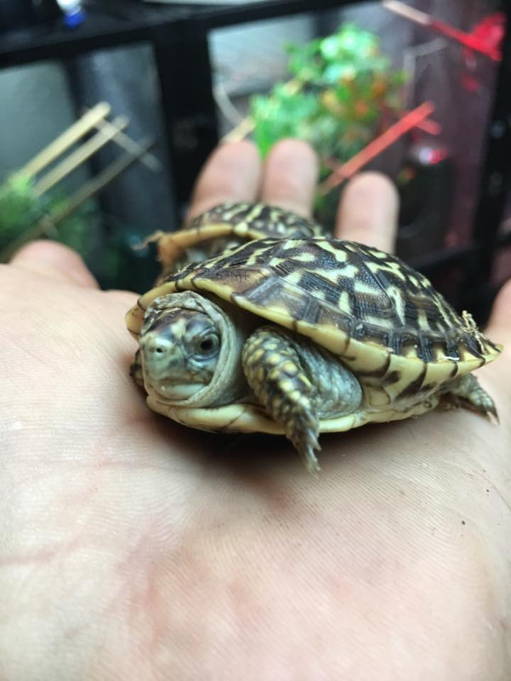 Baby Ornate Box Turtles for sale Snakes at Sunset
