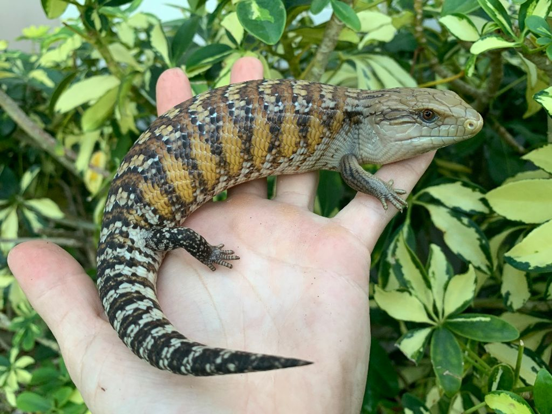 Northern Blue Tongue Skinks Snakes at Sunset Northern Blue Tongue Skinks Snakes at Sunset