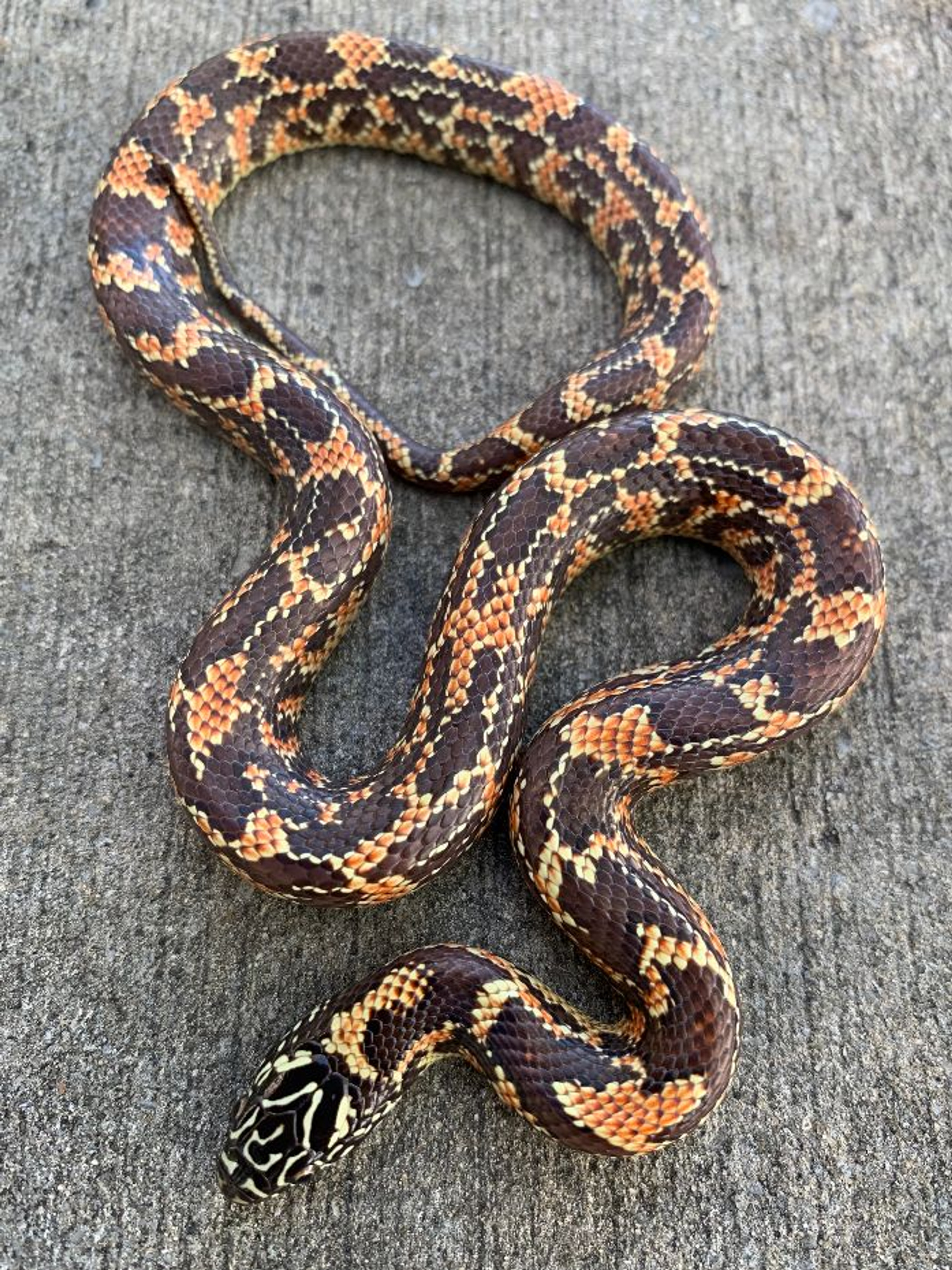 Albino Mosaic Florida King Snake for sale Snakes at Sunset