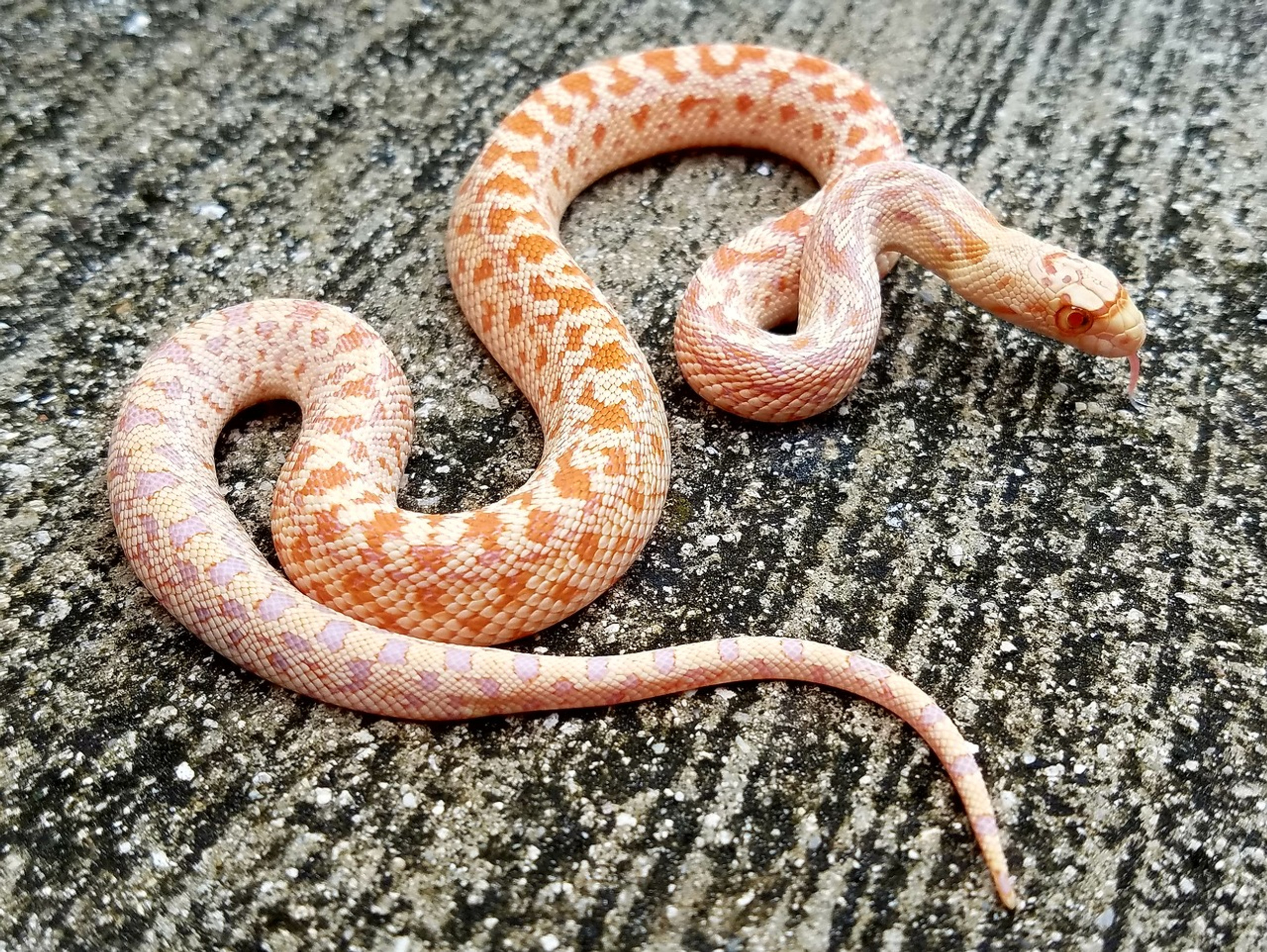 albino snake sketch