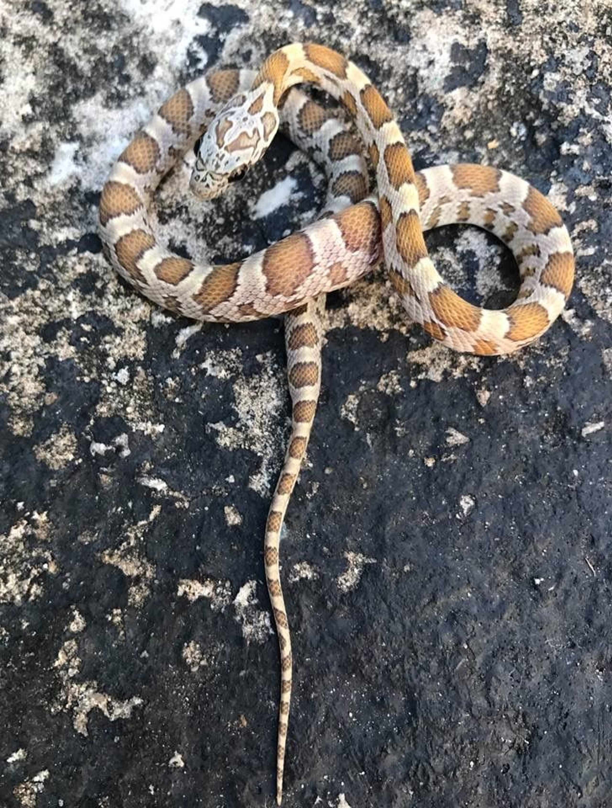 Miami Phase Corn Snakes for sale | Snakes at Sunset