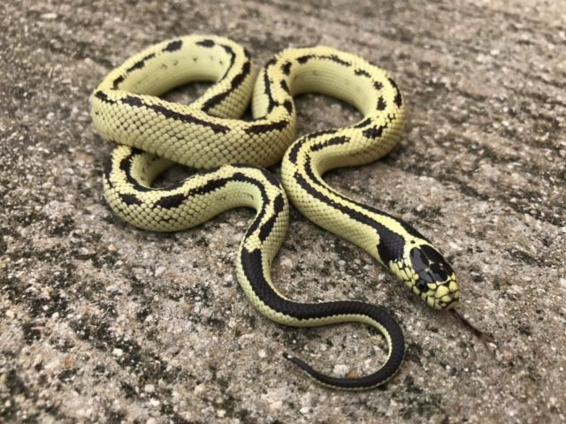 High White California King Snake for sale Snakes at Sunset