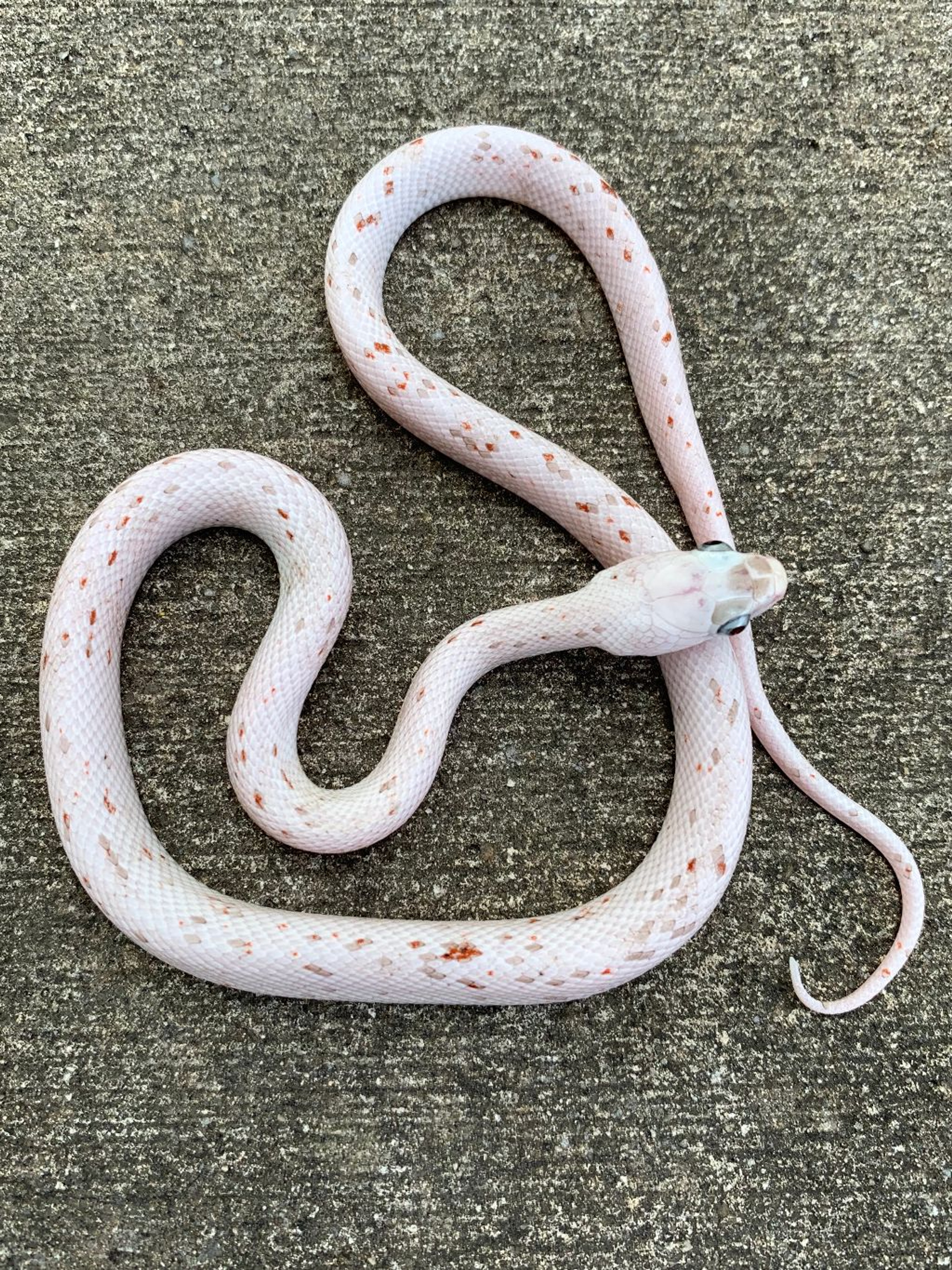 Palmetto Cornsnake for sale Snakes at Sunset