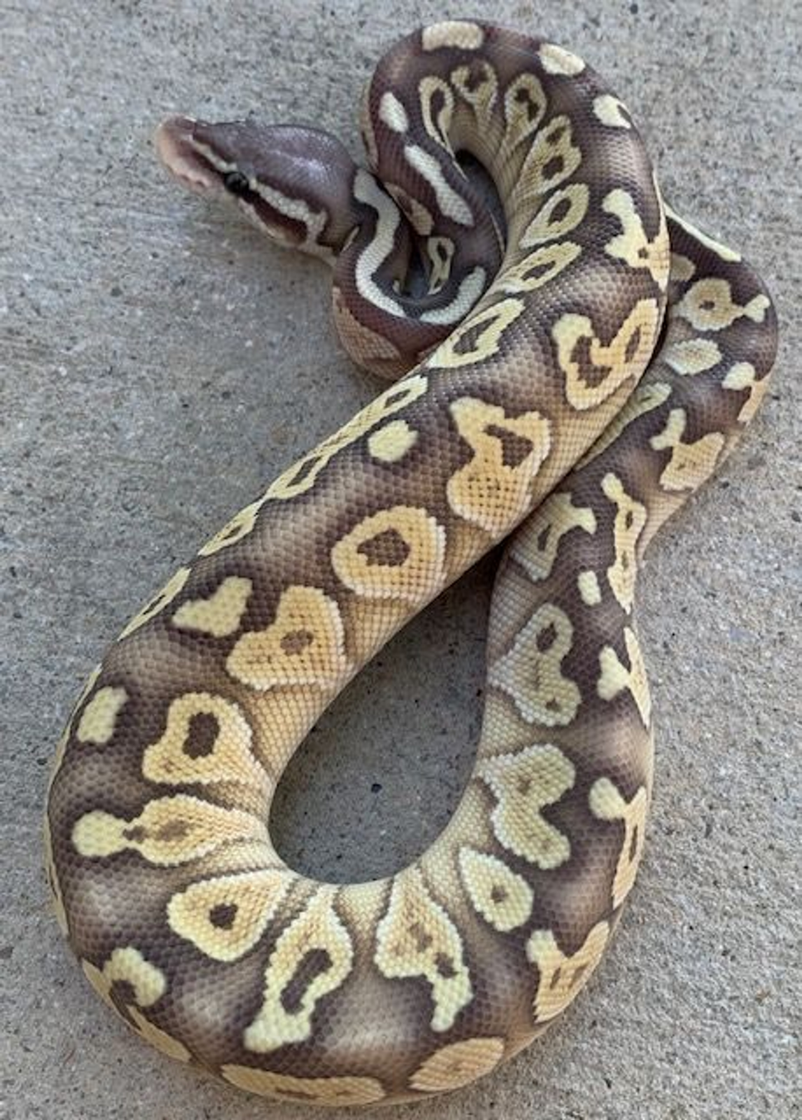 Pastel Lesser Ball Python Male for sale